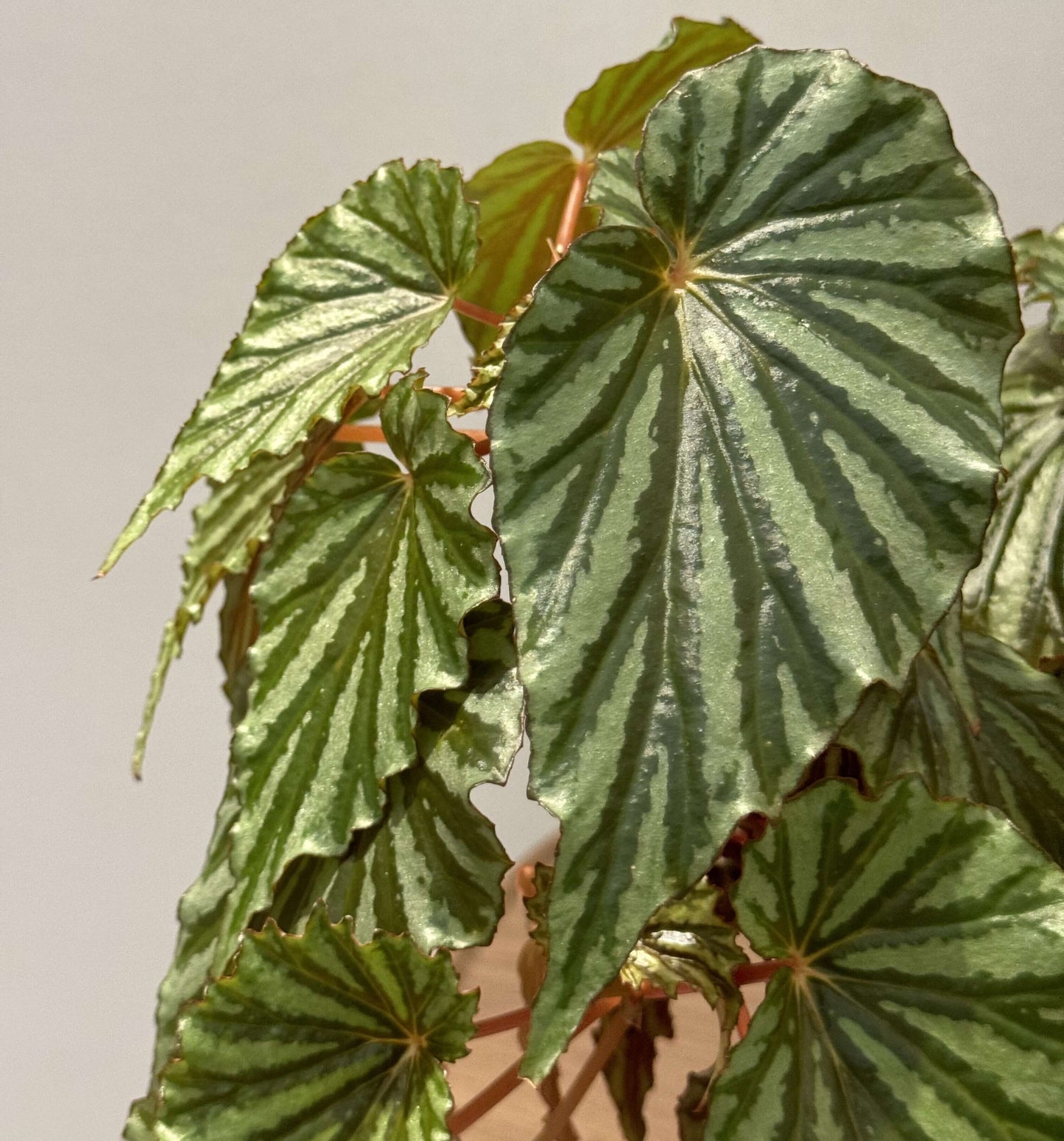 Begonia U682 was discovered in Irian Jaya, the Indonesian part of West New Guinea. It was initially considered an unidentified species and given the number U682, but is now believed to be a naturally occurring hybrid, as identified by botanist Wisnu Ardi.