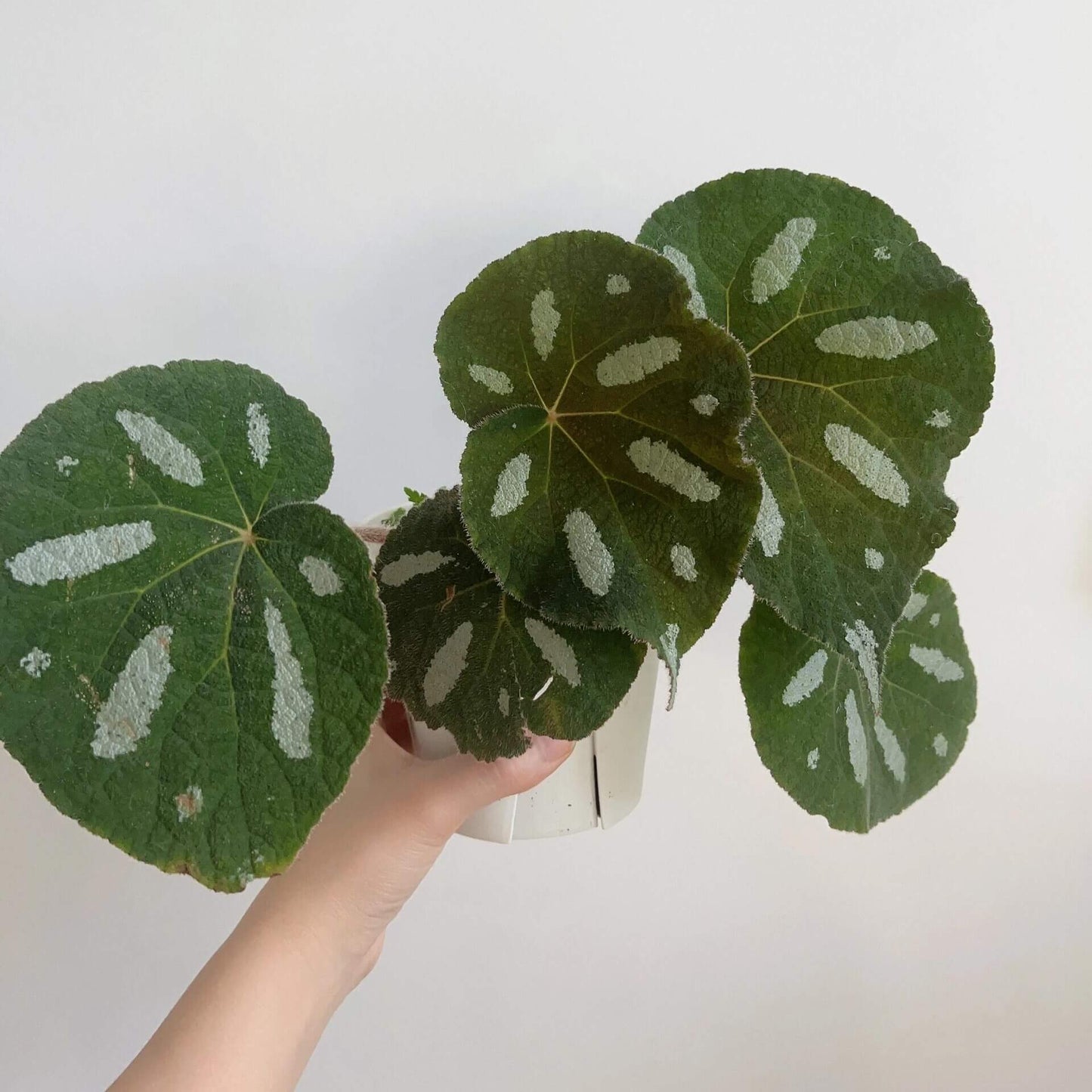 Begonia scabrifolia is a rhizomatous begonia prized for its rugged green leaves spattered with white, and its elegant tiny flowers. By giving it bright filtered light, warm temperatures, ample humidity, and a rich, well-draining potting mix, you can enjoy this rare plant’s full ornamental potential in your home or terrarium.