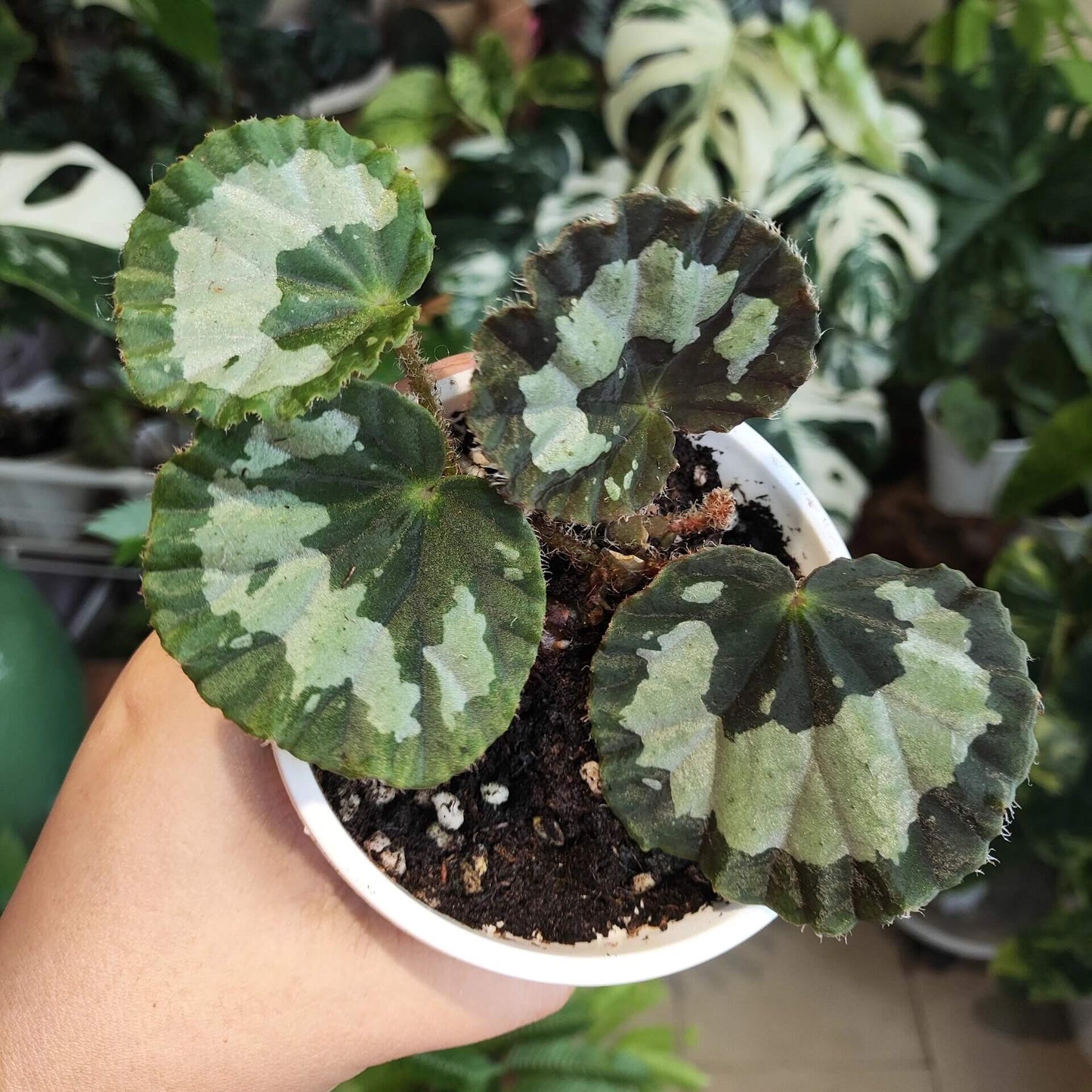 Begonia jingxiensis var. mashanica is a rare, rhizomatous perennial from the limestone hills and cave mouths of Guangxi, China. It grows by means of creeping underground stems that root at each node, sending up nearly circular, peltate leaves with softly scalloped edges and a fine fringe of hairs. Each leaf bears bold, irregular patches of pale silvery-green set against a deep green background, and new shoots sometimes show a muted bronze flush before settling into mature tones.