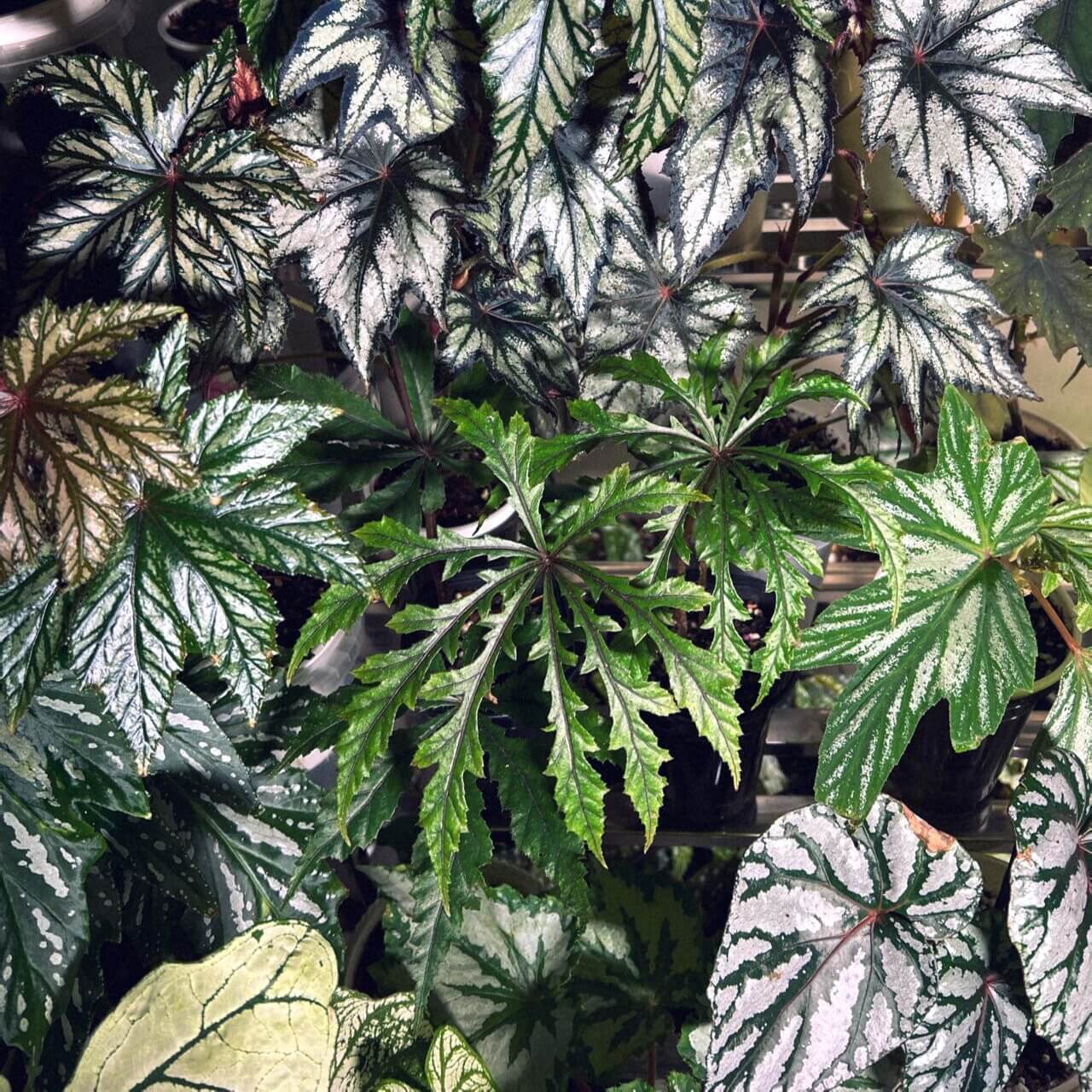 Begonia jinyunensis is a recently discovered begonia species native to the Jinyun Mountain region in Chongqing, China. Officially recognized in 2014, this species is an important find within the begonia genus and holds significant academic value. Known for its unique leaf structure and delicate flowers, Begonia jinyunensis is a rare gem for plant collectors and enthusiasts seeking something truly unique.