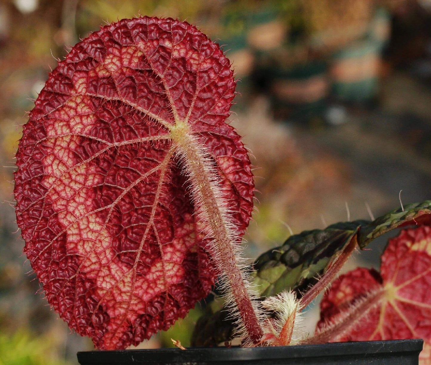 Begonia longiciliata, formerly known as Begonia sizemoreae, is a distinctive begonia species native to regions including Vietnam, Laos, and parts of China such as Yunnan, Guizhou, and Guangxi provinces. Recognized for its unique leaf structure and resilience, this begonia is an excellent choice for both novice and seasoned plant enthusiasts.