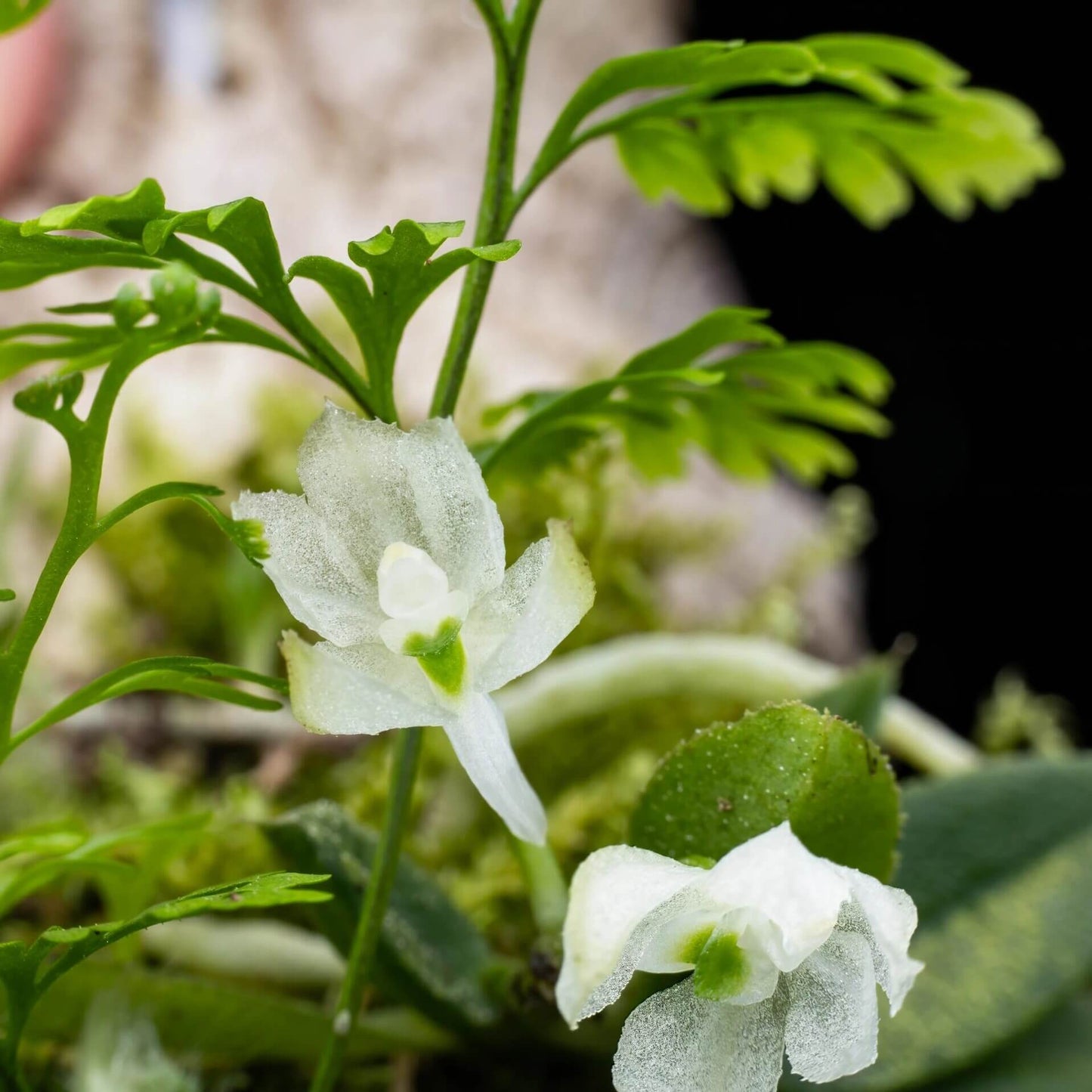 Hymenorchis javanica is a rare and captivating miniature orchid endemic to the misty montane forests of western Java, Indonesia, and parts of peninsular Malaysia. This epiphytic species thrives at elevations of 900 to 1,000 meters, growing on exposed tree branches in humid, shaded environments.
