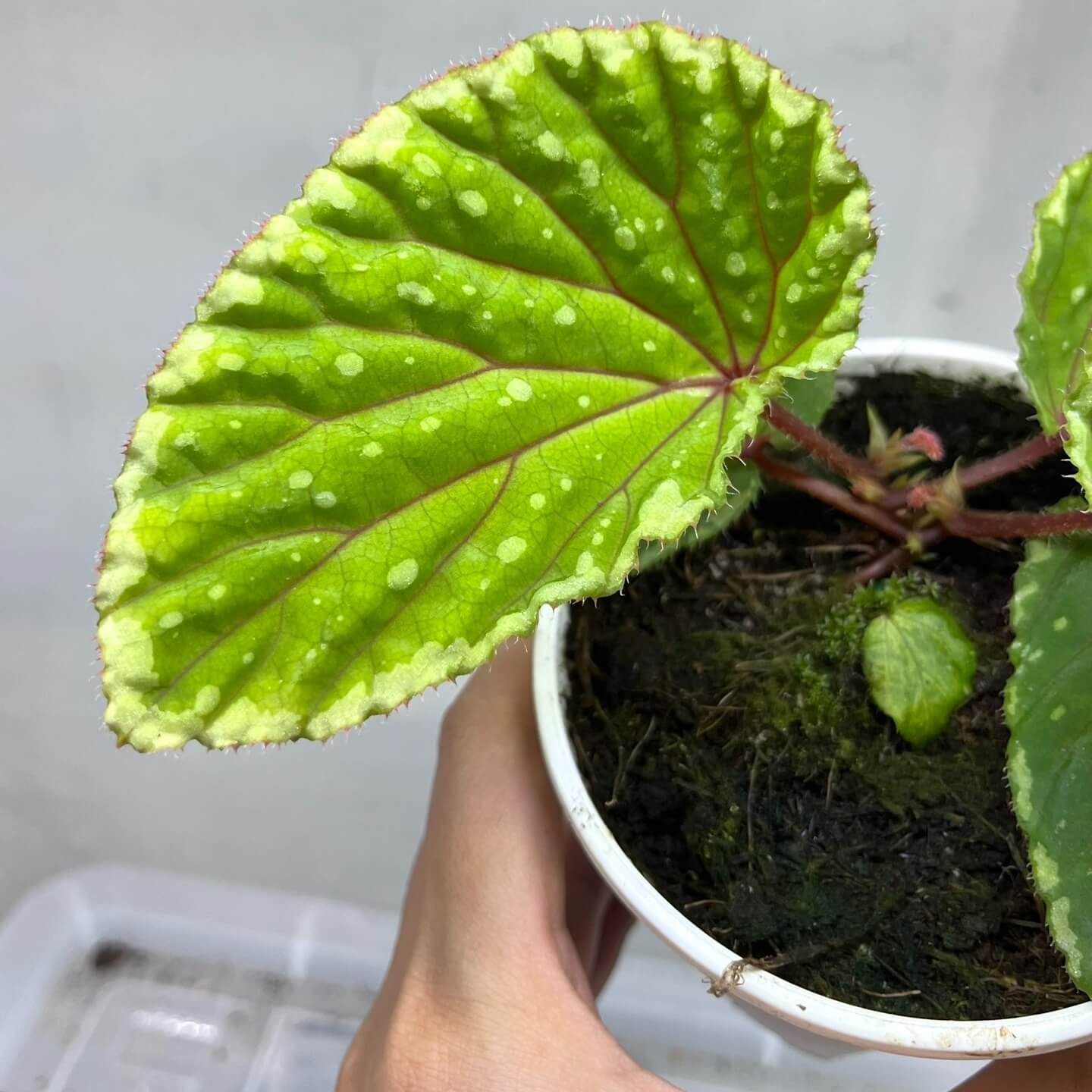 Begonia promethea (also known as Begonia beccarii) Green Form is a rare and stunning species native to the Bau District in Sarawak, Malaysia, and the Bengkayang Regency in West Kalimantan, Indonesia. This unique form features leaves with a rich green base color, beautifully adorned with irregular cream-colored spots and patterns, making it a striking addition to any rare plant collection.
