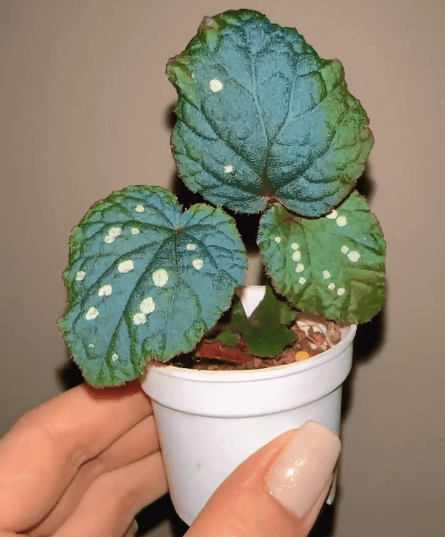 Begonia erectocarpa, also known as the Tuyen Quang begonia, is a rare and striking species native to Vietnam’s Tuyen Quang province. This begonia is renowned for its beautifully patterned leaves, which are dark green with prominent white spots. Under low-light conditions, the leaves transform into a soft blue hue, making it an even more captivating addition to your plant collection.