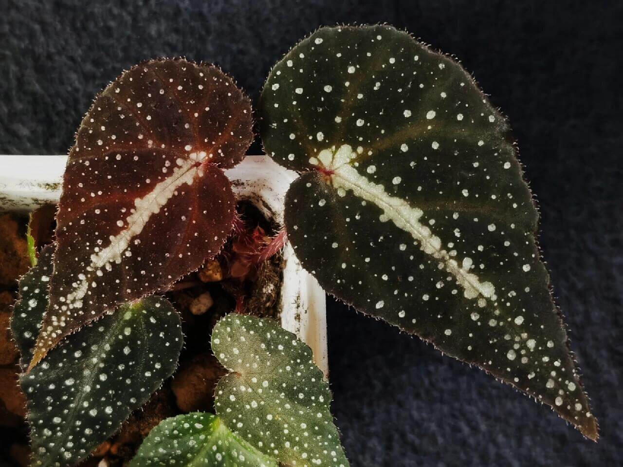 Comet Begonia (Begonia Species)Native to Guangxi, China, the Comet Begonia is a unique begonia variety known for its striking leaves covered in prominent white spots, resembling a comet streaking through the night sky. In low light conditions, the leaves may even take on a beautiful blue hue, adding to its captivating allure. The metallic sheen on its leaves gives it a dazzling effect under different lighting, making it a constantly changing beauty in your home.