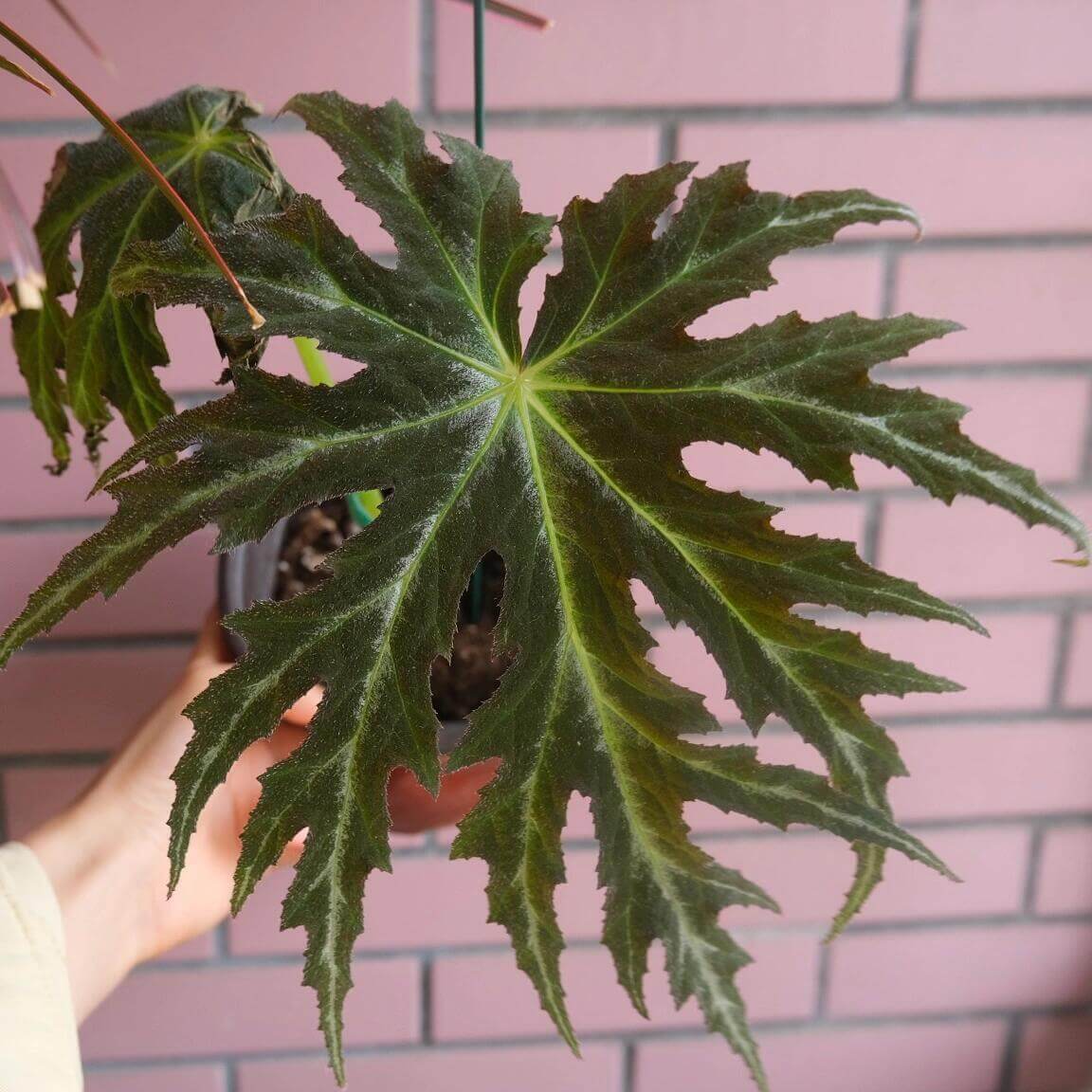 Begonia rubropunctata is a stunning and rare begonia species native to the Yunnan province of China. Known for its distinctive dark green leaves speckled with vibrant red spots, this begonia is a must-have for collectors and plant enthusiasts. Its unique foliage and manageable size make it a perfect addition to any indoor space, terrarium, or greenhouse.