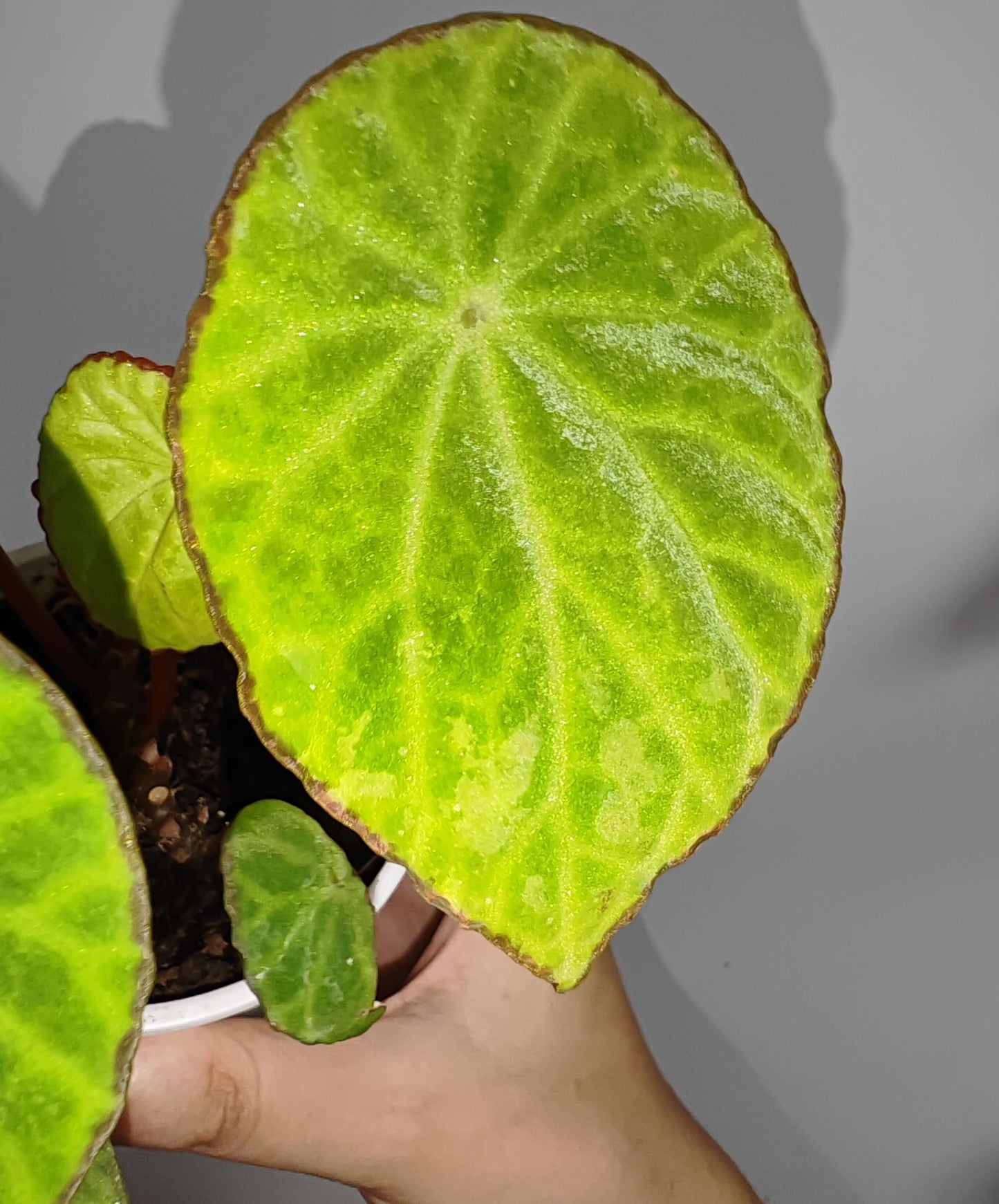 Begonia scapigera is a captivating species native to Cameroon, Central Africa. Renowned for its striking foliage and vibrant blooms, it’s a must-have for collectors and plant enthusiasts. With its unique umbrella-shaped leaves and bright yellow flowers, this begonia adds a touch of elegance and exotic charm to any collection.