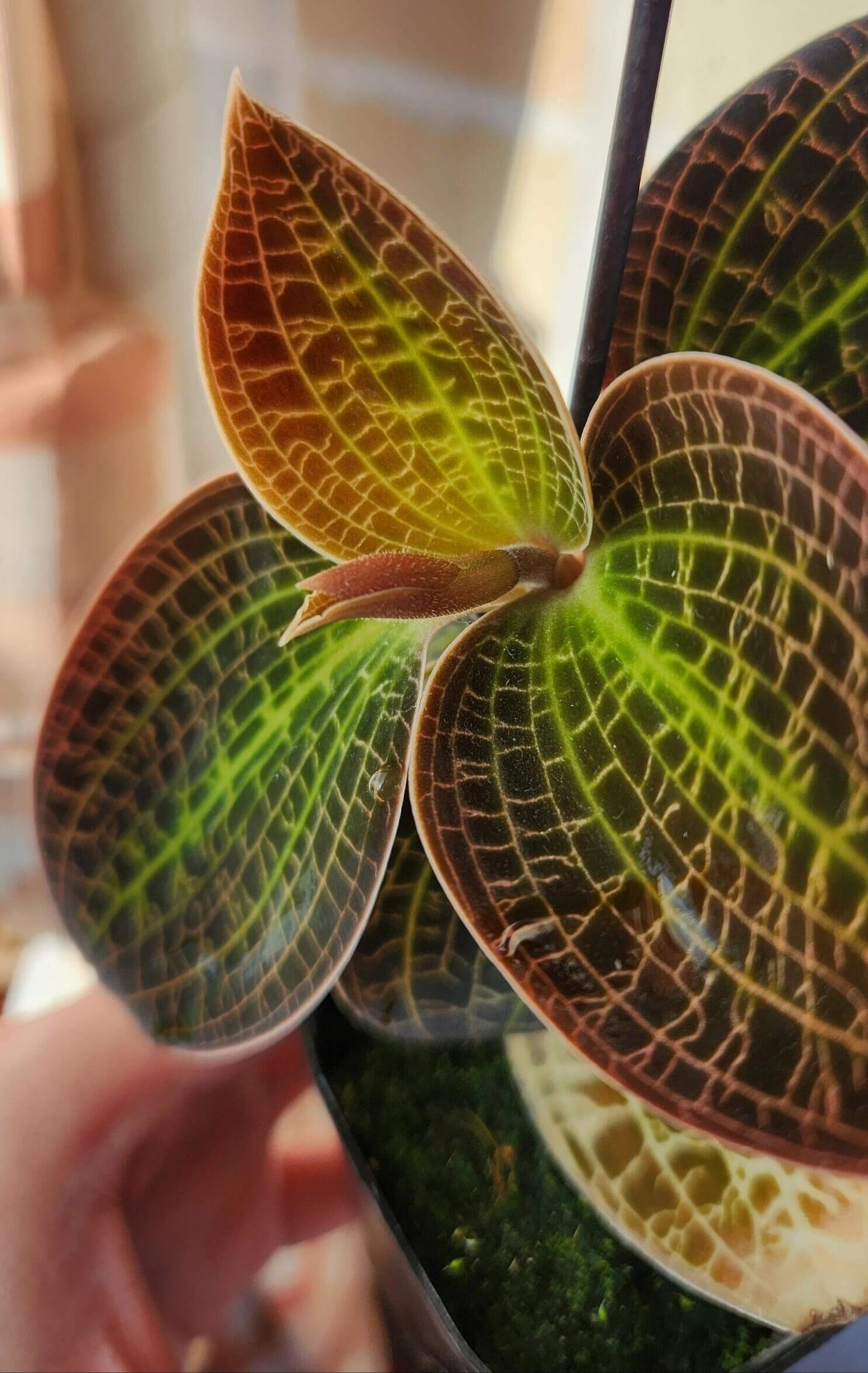 Dossinia marmorata Jewel Orchid is a captivating terrestrial orchid native to Borneo, prized for its lush, velvety foliage adorned with intricate metallic veining that ranges from silver to gold or pink. Ideal for terrariums and vivariums, it's a compact gem that brings tropical elegance to enclosed environments.