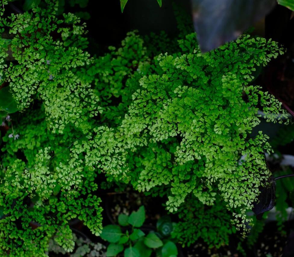 Adiantum microphyllum, commonly known as the Dwarf Maidenhair Fern, is a delicate and compact fern that adds a touch of elegance to any indoor space. With its fine-textured, fan-shaped fronds and wiry black stems, it creates a soft, cloud-like appearance, making it a favorite among plant enthusiasts.