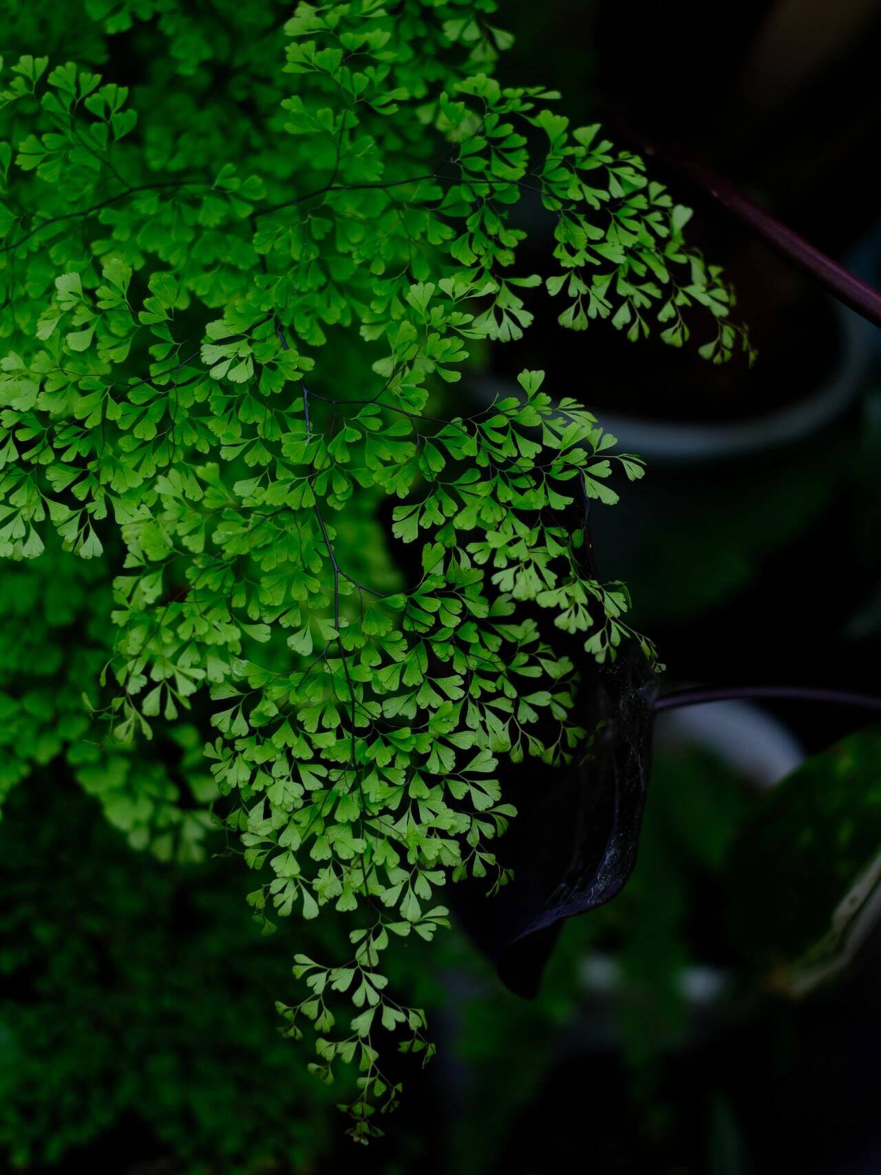 Adiantum microphyllum, commonly known as the Dwarf Maidenhair Fern, is a delicate and compact fern that adds a touch of elegance to any indoor space. With its fine-textured, fan-shaped fronds and wiry black stems, it creates a soft, cloud-like appearance, making it a favorite among plant enthusiasts.