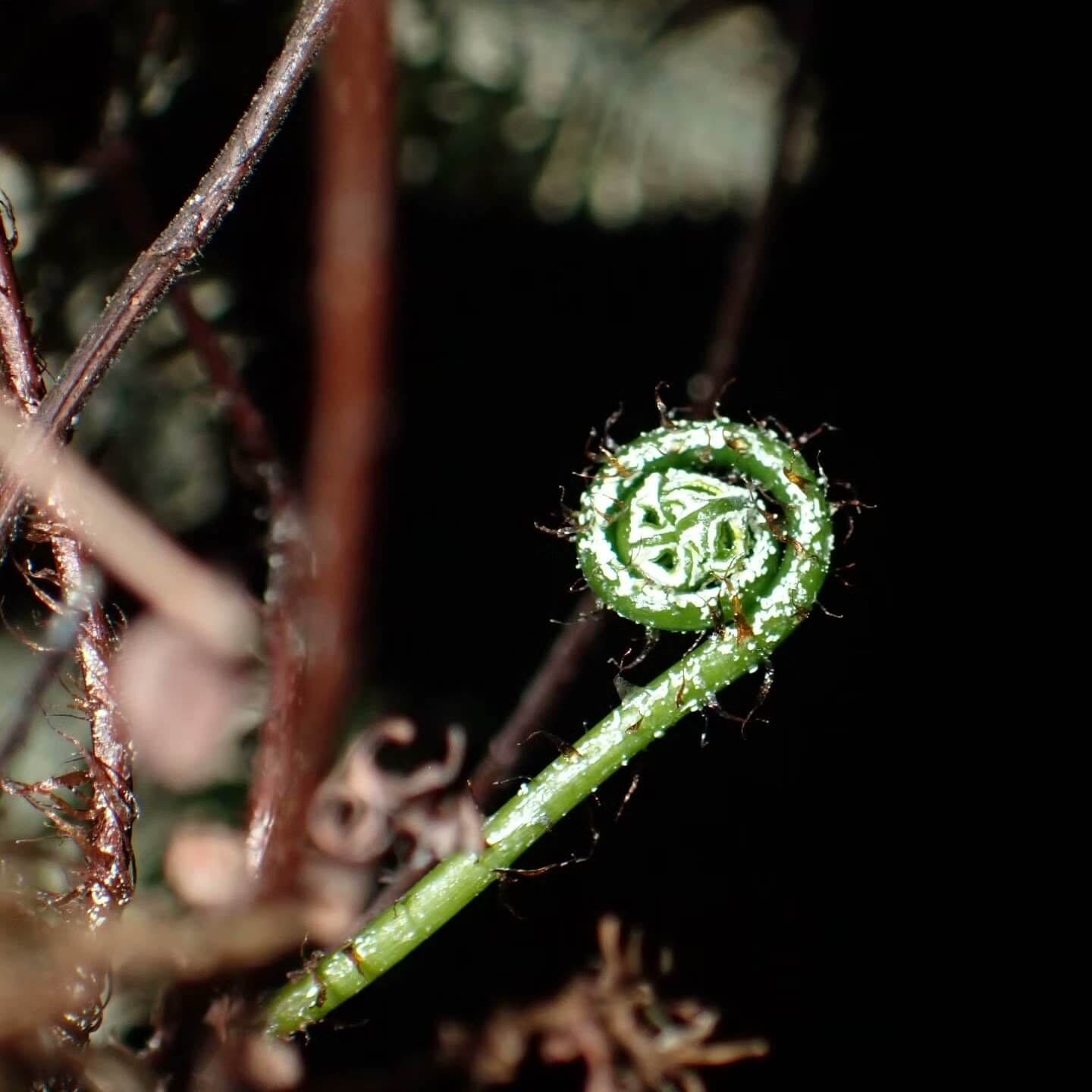 Aleuritopteris chrysophylla is a small to medium-sized fern from the Pteridaceae family and the Aleuritopteris genus, making it a rare plant within the Aleuritopteris species. The fronds are pinnately divided and covered with golden-yellow powder on the underside, creating a distinctive and beautiful appearance. The leaves typically grow to 10-15 cm, making this fern ideal for rainforest terrariums, potted plants, or placing in offices and on balconies.