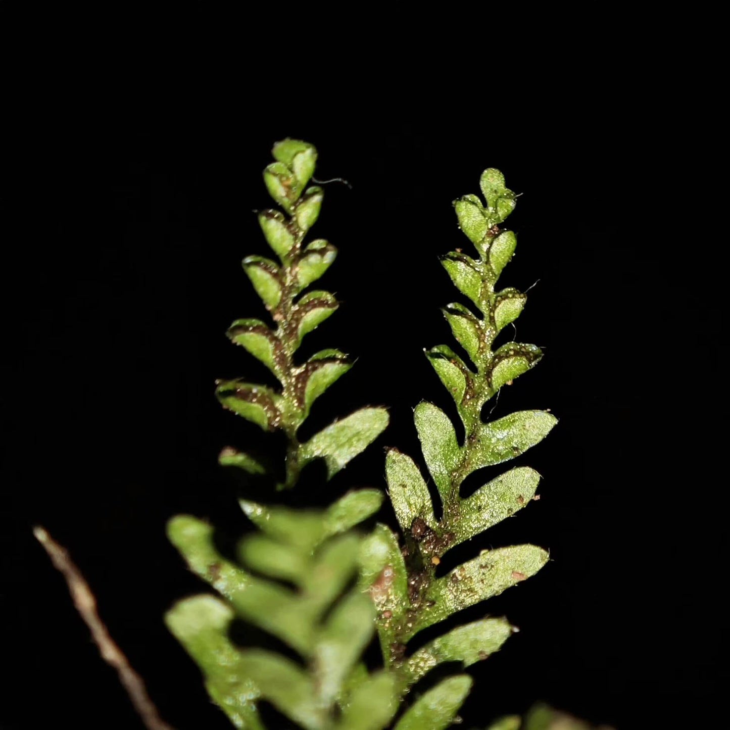 Calymmodon asiaticus, native to Asia, is a rare and small epiphytic fern from the Polypodiaceae family and Calymmodon genus. The fern's leaves are pinnately divided, and the upper leaves bear spores, which are enclosed within the leaf itself, creating a unique "pouch" structure for the spores. The leaves are exceptionally small, typically not exceeding 6 cm, making it ideal for rainforest terrariums and personal ornamental cultivation.