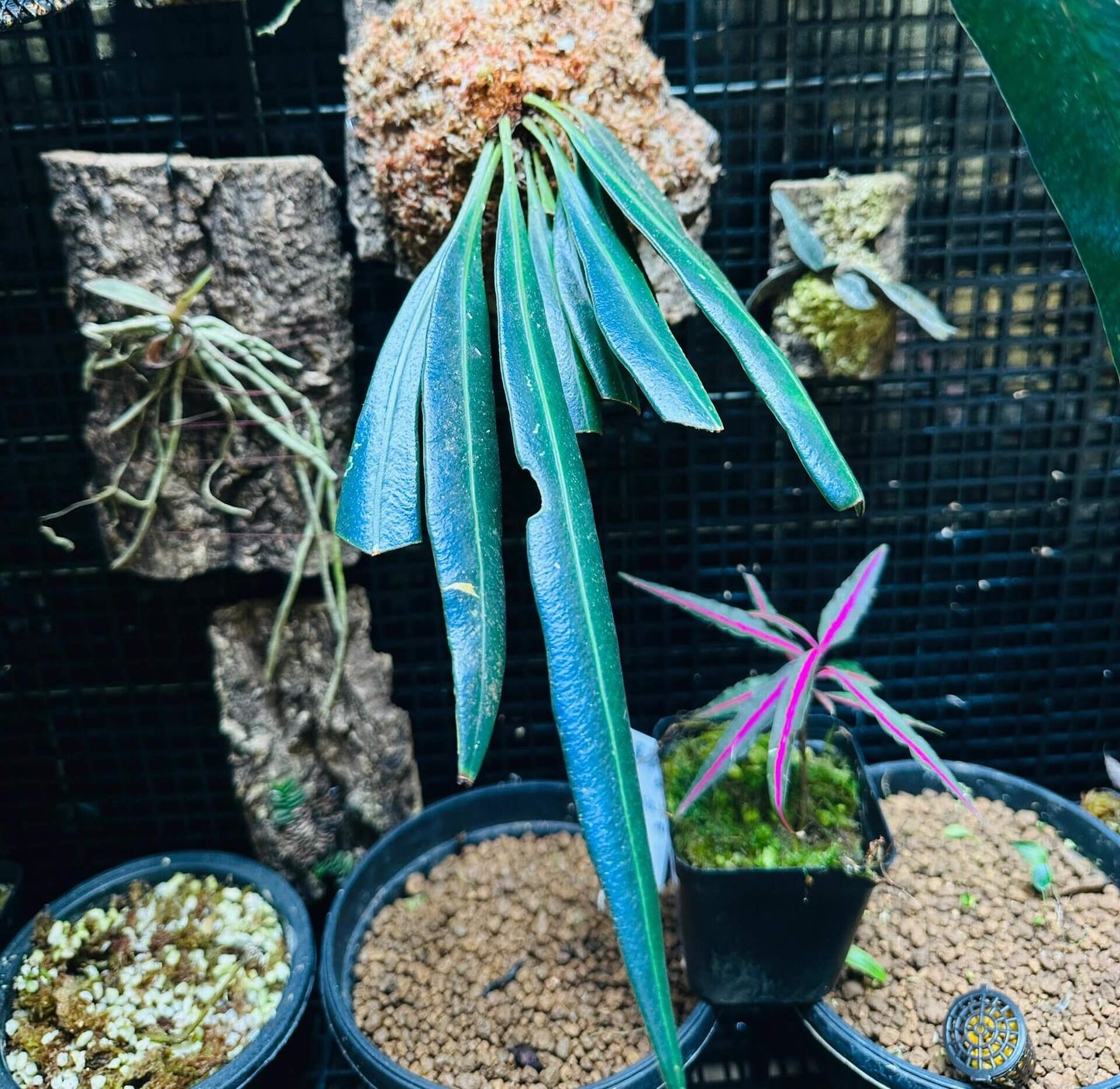 Elaphoglossum herminieri is a distinctive epiphytic fern native to the humid tropical forests of Central and South America. It thrives in shaded, moist environments and is well-suited for cultivation in terrariums or as an ornamental plant in suitable climates.