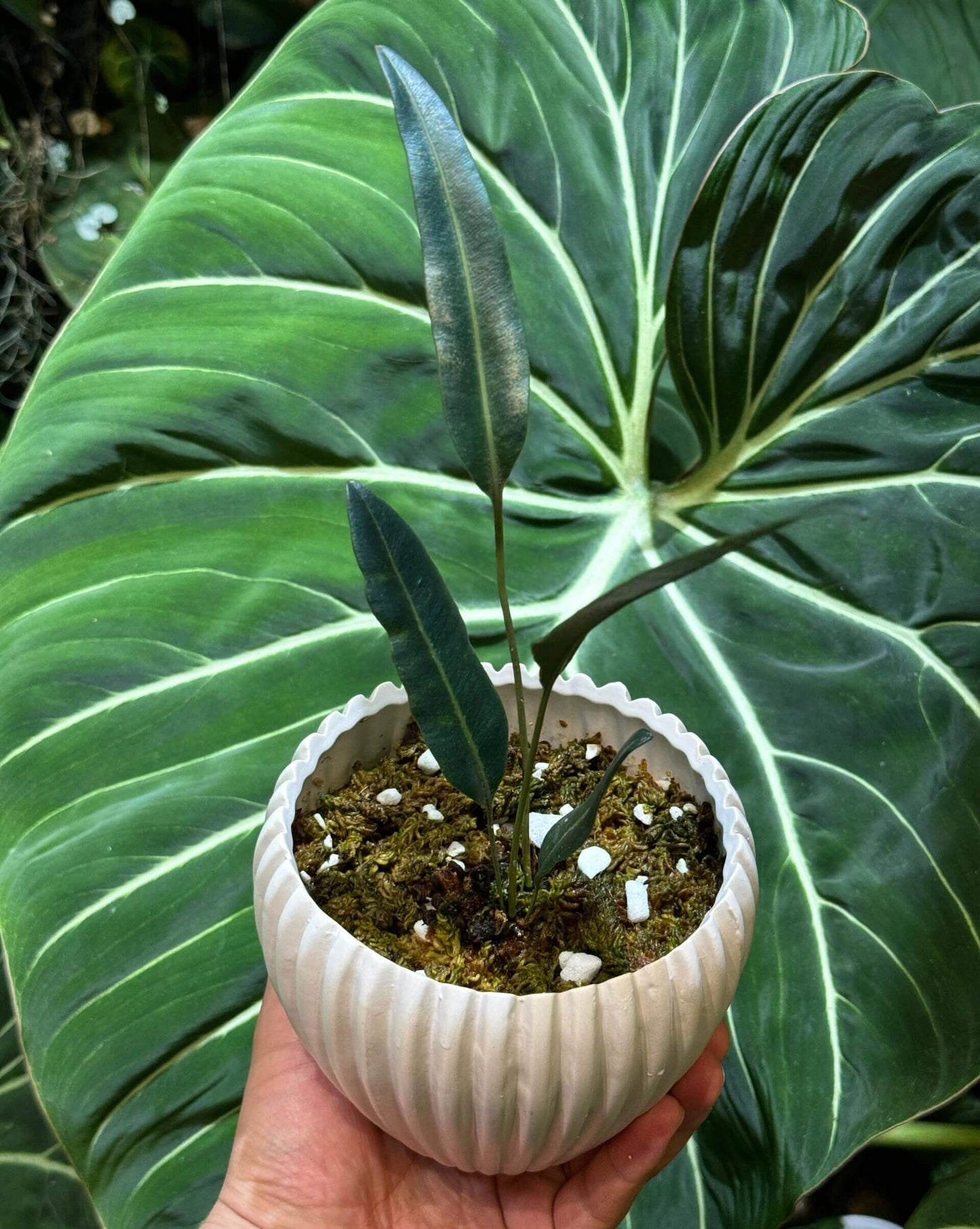 Elaphoglossum metallicum, often called the Metallic Fern, is an exquisite epiphytic species native to the cloud forests of the Andes from Colombia to Peru . It’s admired for its thick, leather-like fronds that shimmer in metallic dark green, bronze, silver, or blue tones, depending on the light angle.