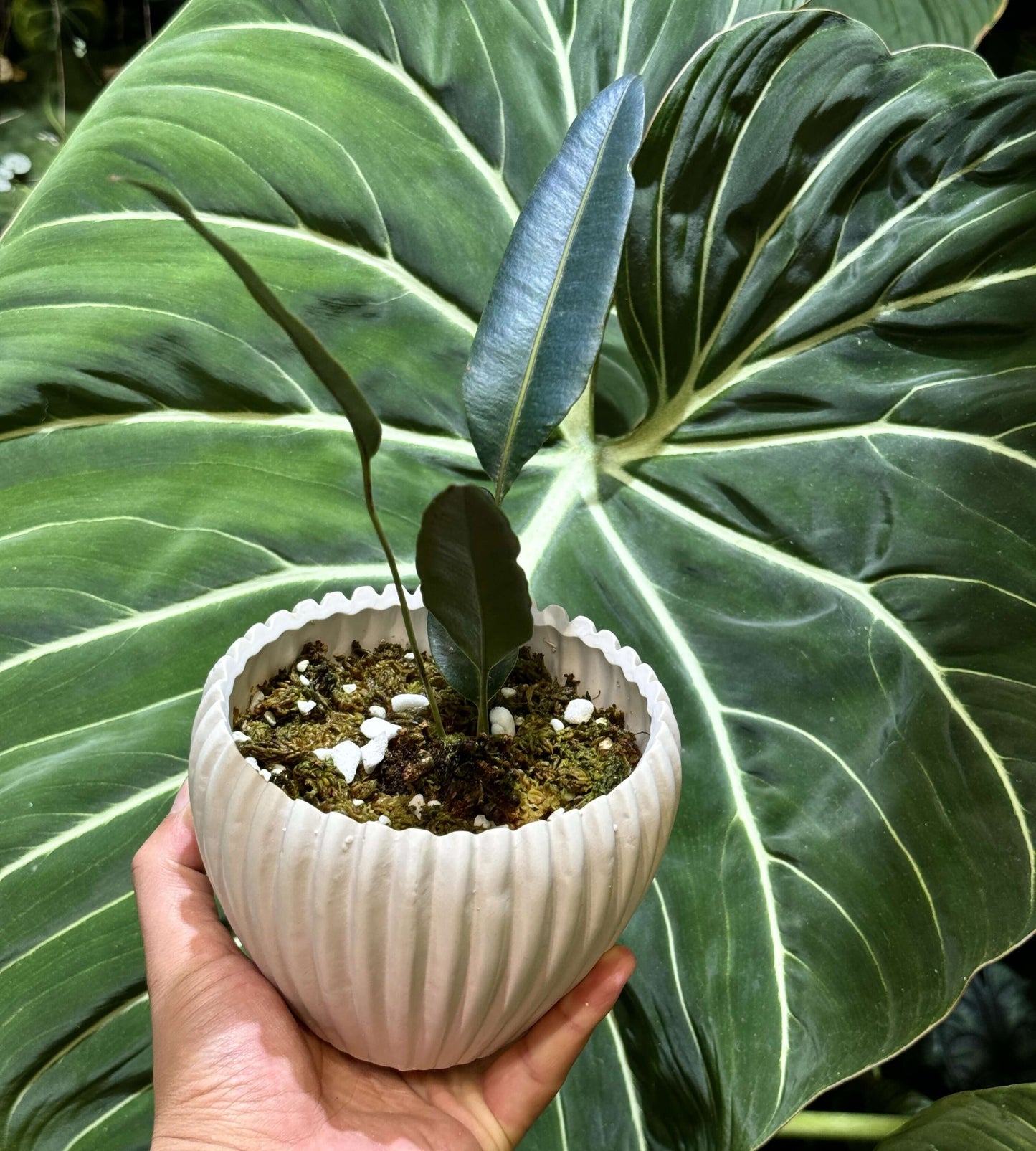 Elaphoglossum metallicum, often called the Metallic Fern, is an exquisite epiphytic species native to the cloud forests of the Andes from Colombia to Peru . It’s admired for its thick, leather-like fronds that shimmer in metallic dark green, bronze, silver, or blue tones, depending on the light angle.