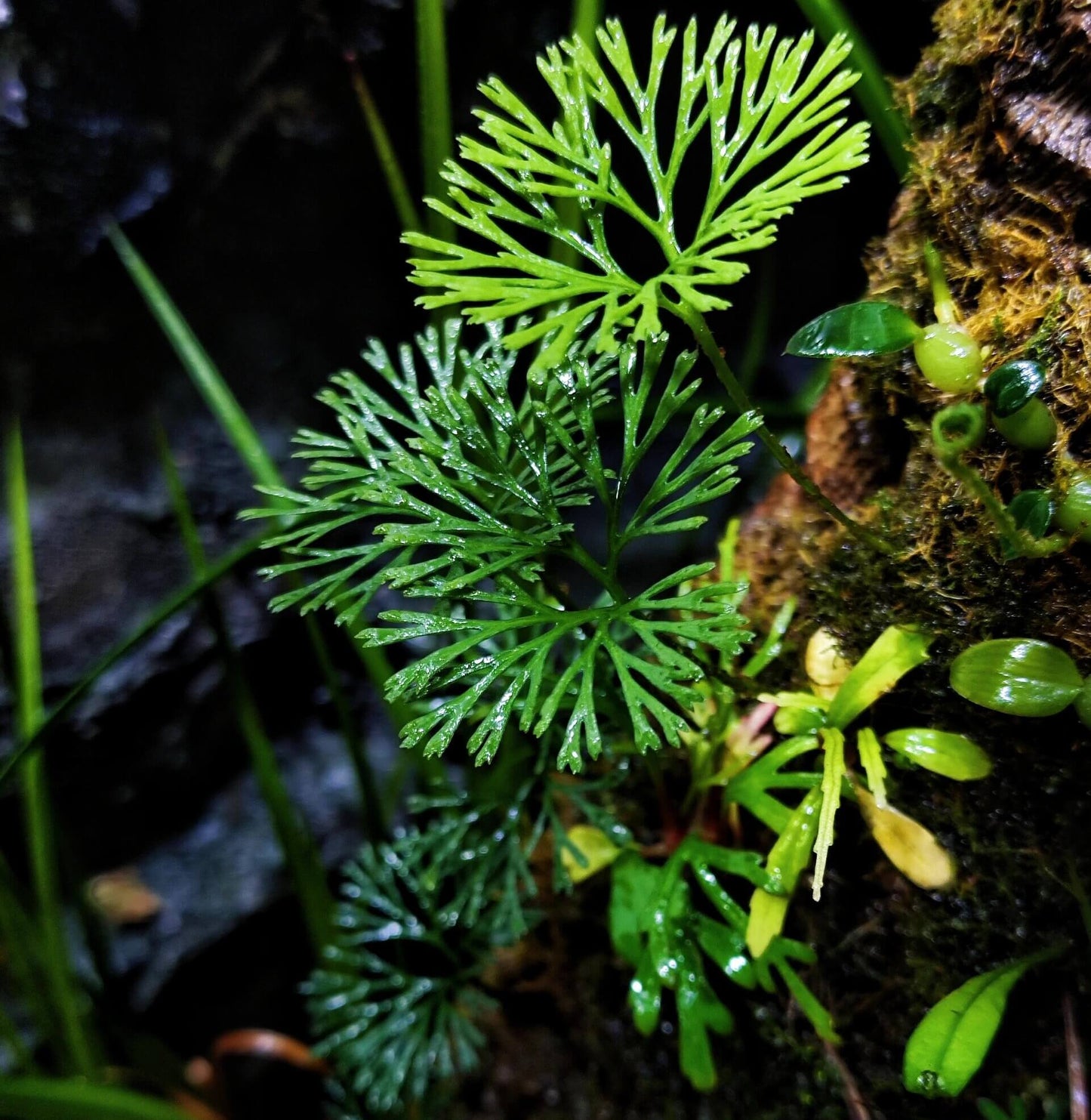 Elaphoglossum peltatum, also known as the Shield Fern, is a captivating tropical epiphytic fern native to Ecuador and widely distributed in the tropical montane forests of Central and South America. It is highly favored for its unique leaf shape and growth habits, making it particularly suitable for cultivation in greenhouses, terrariums, or humid environments.