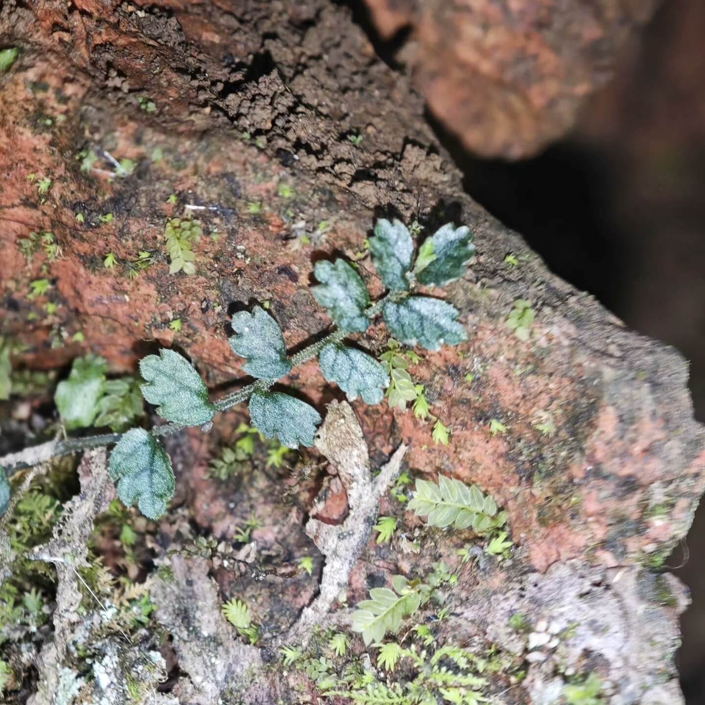Elatostema Obtusum Blue, native to Asia, is a small species from the Elatostema genus, easily distinguishable by its rounded, blunt leaf tips and tiny leaves ranging from 0.5 to 3 cm. This plant is particularly suited for rainforests and terrariums due to its compact size and climbing habit, often attaching itself to rocks or other surfaces. Unlike the common light green variety, we offer the rare blue-tinted variant of Elatostema Obtusum Blue.