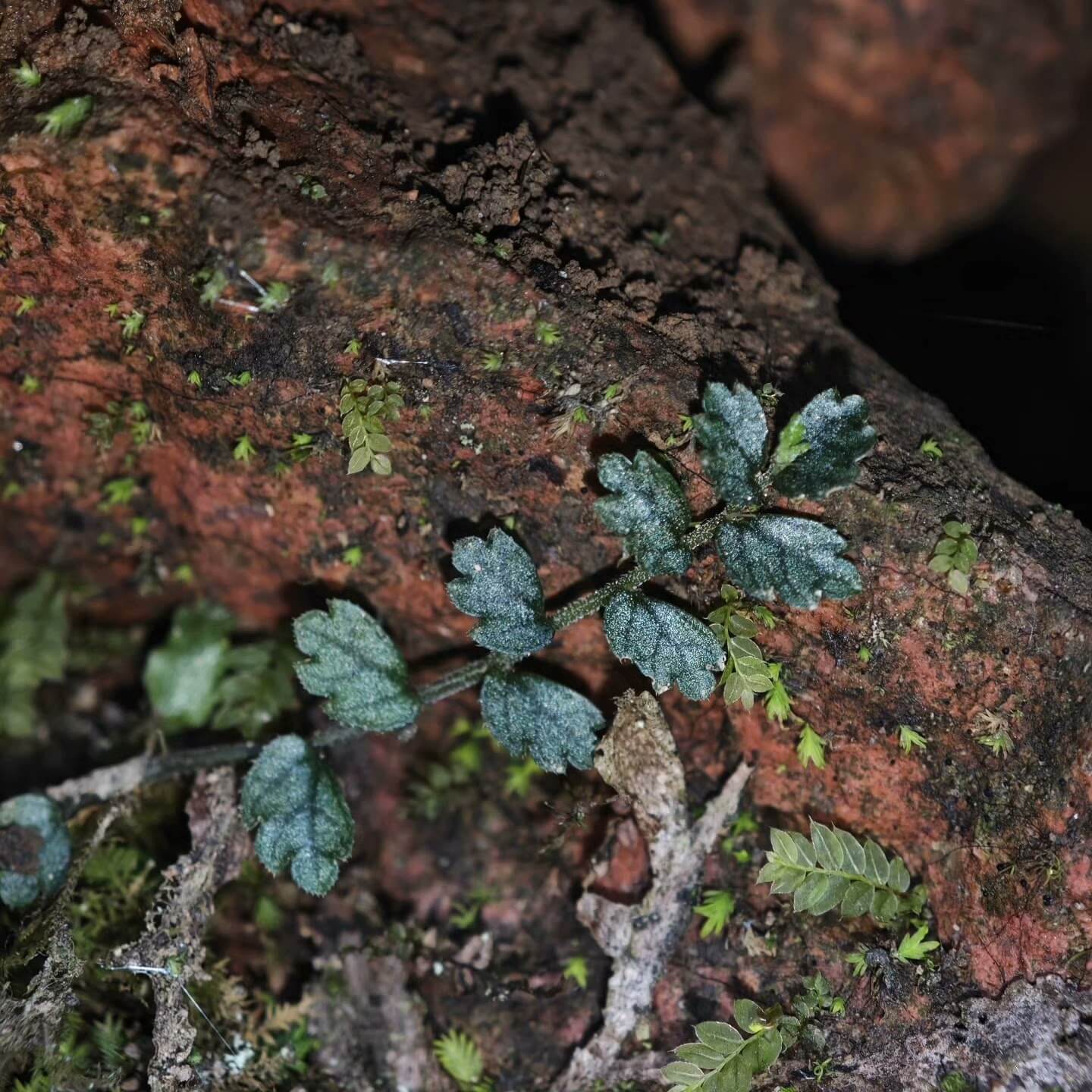 Elatostema Obtusum Blue, native to Asia, is a small species from the Elatostema genus, easily distinguishable by its rounded, blunt leaf tips and tiny leaves ranging from 0.5 to 3 cm. This plant is particularly suited for rainforests and terrariums due to its compact size and climbing habit, often attaching itself to rocks or other surfaces. Unlike the common light green variety, we offer the rare blue-tinted variant of Elatostema Obtusum Blue.