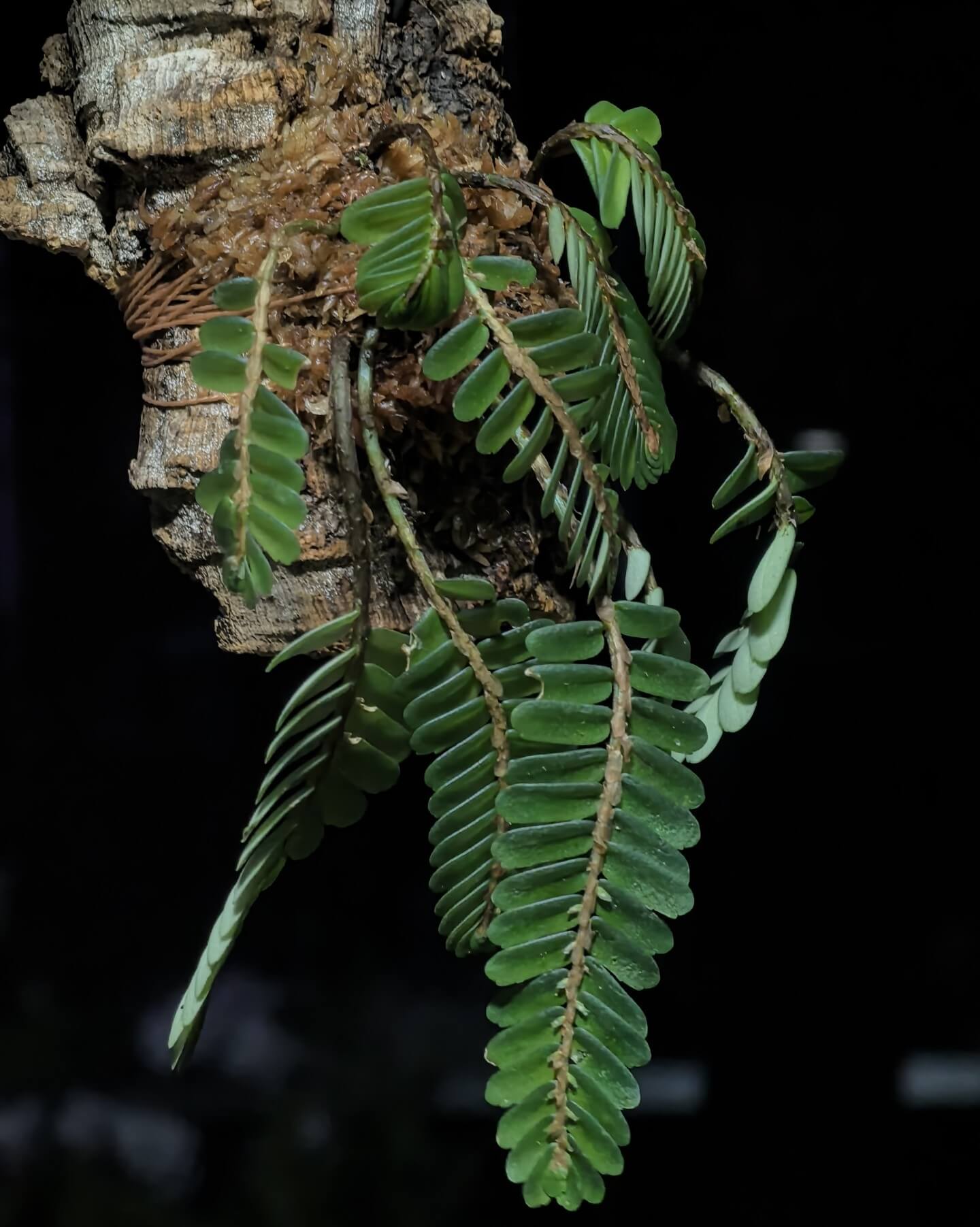 Elatostema salvinioides is a striking epiphytic plant in the Urticaceae family, native to subtropical and tropical regions of Asia, including China (notably Yunnan), Laos, Myanmar, Thailand, and Vietnam. This species is renowned for its unique, overlapping leaves that resemble the aquatic fern Salvinia, earning it the common name "Salvin’s-leaved Elatostema."