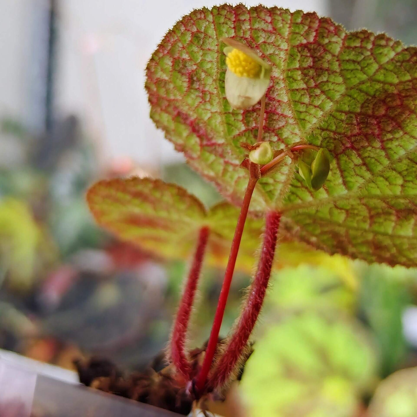 Begonia larvata, native to the mountainous regions of Guangxi, China, is a stunning begonia species known for its heart-shaped leaves and unique leaf patterns. The leaves feature green veins surrounded by silver-white outlines, creating a beautiful contrast. Additionally, the surface of the leaves is dotted with brown speckles, adding texture and visual interest, while the edges are softly covered in fine fuzz.