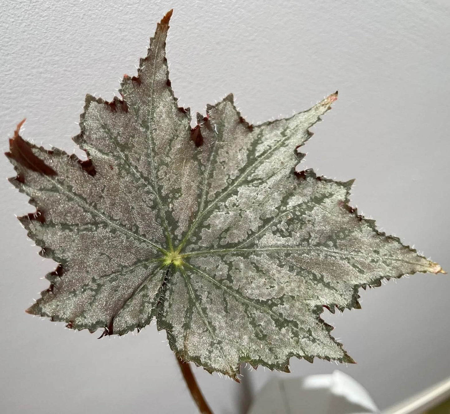 Begonia 'Sierra Silver Mist' is a captivating plant that stands out with its iridescent silver-rose leaves and delicate blooms. Perfect for plant enthusiasts who appreciate beauty and ease of care, this begonia will enhance any indoor space.