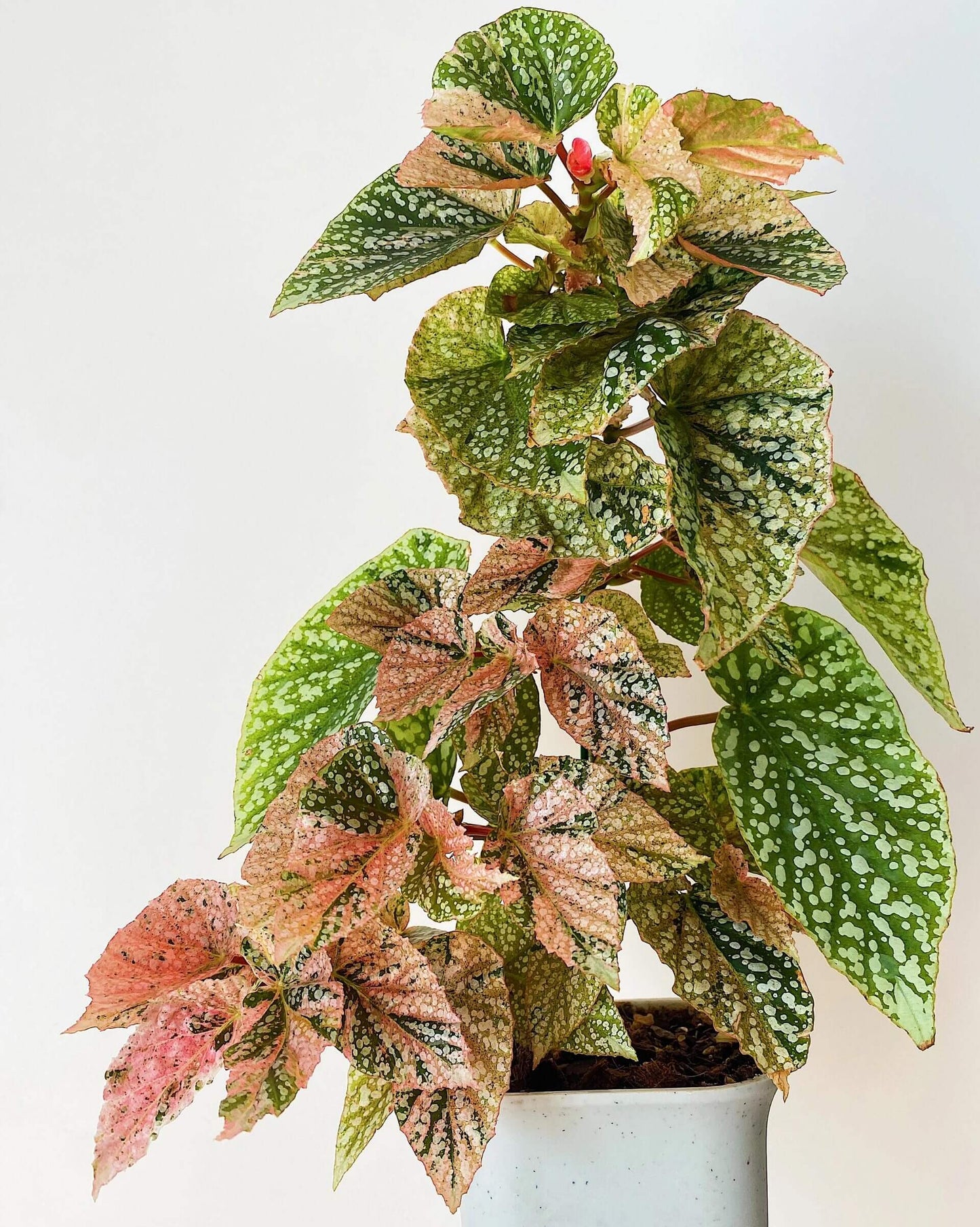 Begonia Snow Capped Variegated is a stunning cane-type begonia with green leaves covered in snowy white speckles. Unlike the standard Begonia ‘Snow Capped,’ this variegated form also displays delicate pink and yellow variegation, adding extra layers of color and charm. Its growth rate is slower than that of the non-variegated type, but the unique foliage makes it especially prized among collectors.