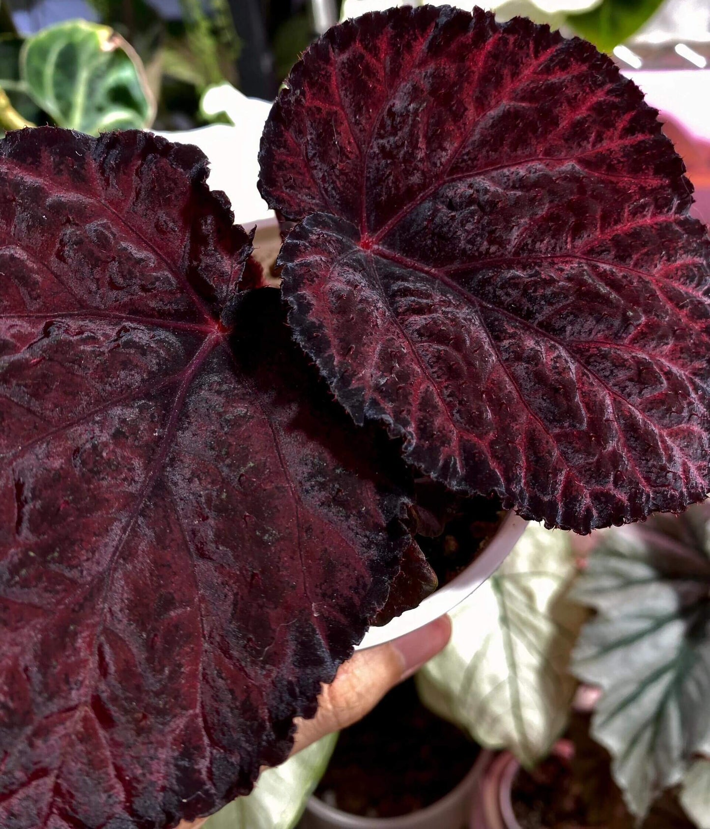 Begonia Knowing is a stunning rex hybrid created by Ukrainian hybridizer Elena Enikeeva in 2020. This begonia features deep, shimmery purple leaves that appear almost black at the margins, giving it a dramatic and elegant appearance. Its striking foliage, combined with its compact growth habit, makes it an ideal choice for adding color and texture to any indoor space.