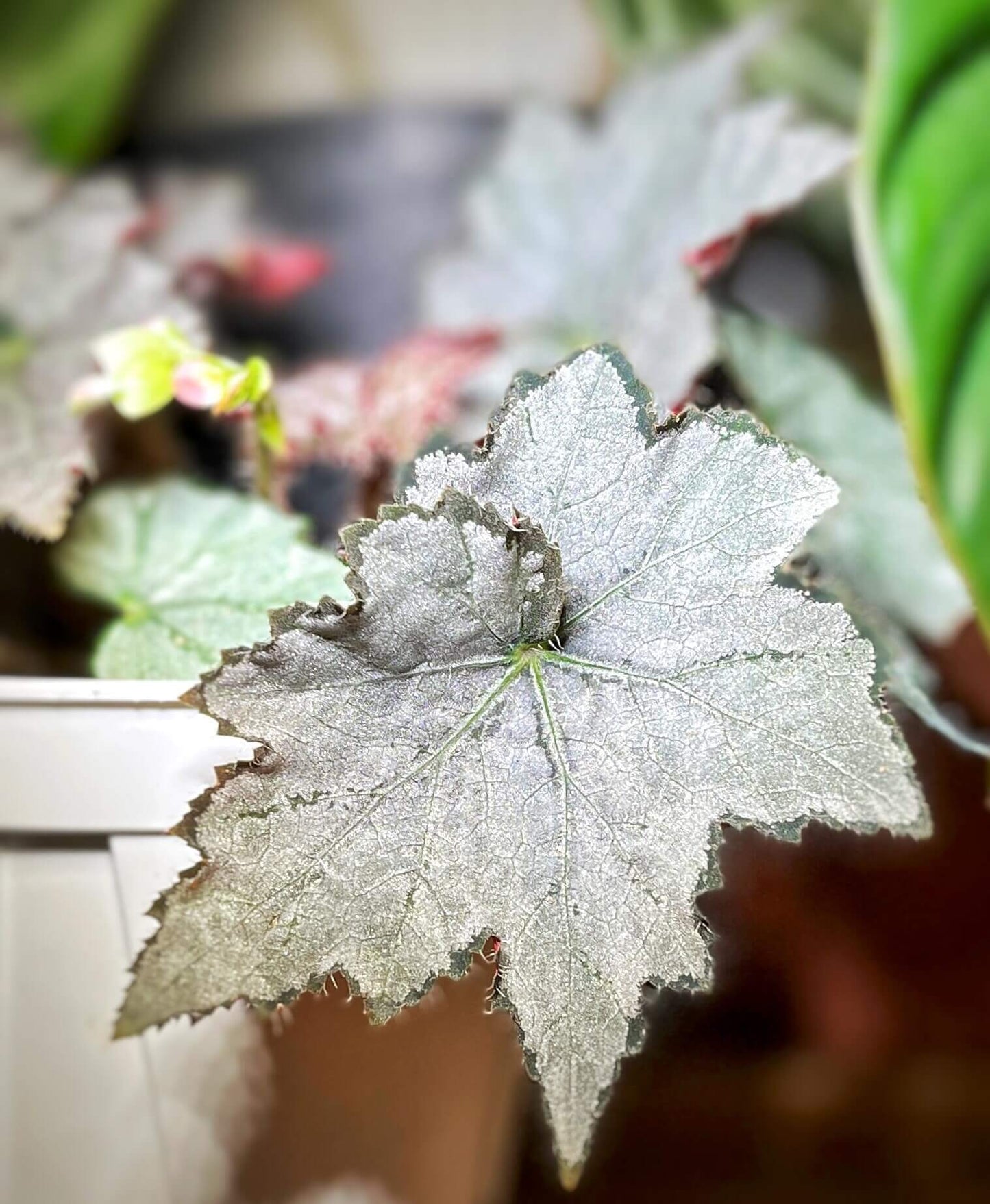 Begonia 'Sierra Silver Mist' is a captivating plant that stands out with its iridescent silver-rose leaves and delicate blooms. Perfect for plant enthusiasts who appreciate beauty and ease of care, this begonia will enhance any indoor space.