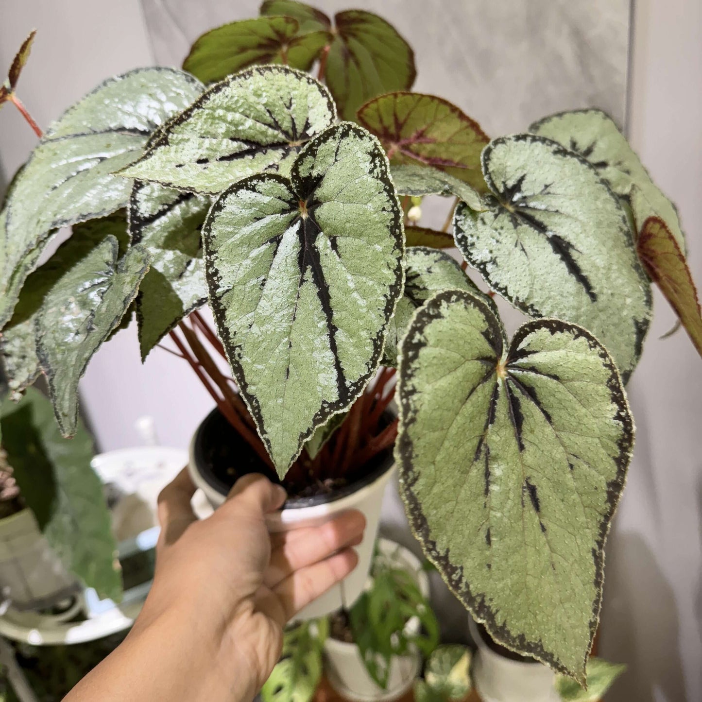 The Begonia dinhdui silver form is a rhizomatous species native to southern Vietnam. Compared to the standard Begonia dinhdui, its leaves are broader and feature a striking silver color instead of green. The leaves are adorned with a wide black band along the margin, around the point where the petiole attaches, and running along the main vein in the center, creating a unique and stunning appearance.