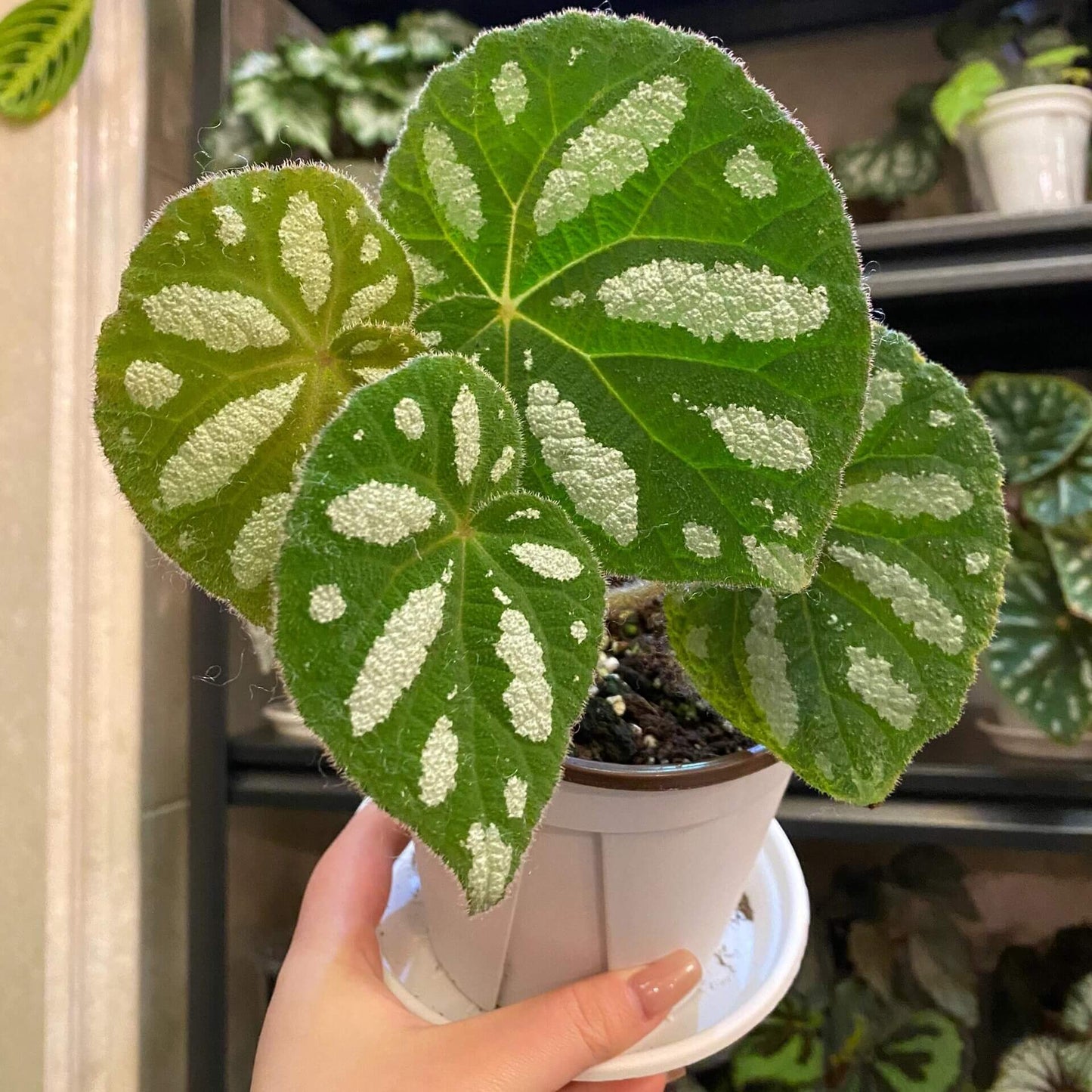 Begonia scabrifolia is a rhizomatous begonia prized for its rugged green leaves spattered with white, and its elegant tiny flowers. By giving it bright filtered light, warm temperatures, ample humidity, and a rich, well-draining potting mix, you can enjoy this rare plant’s full ornamental potential in your home or terrarium.