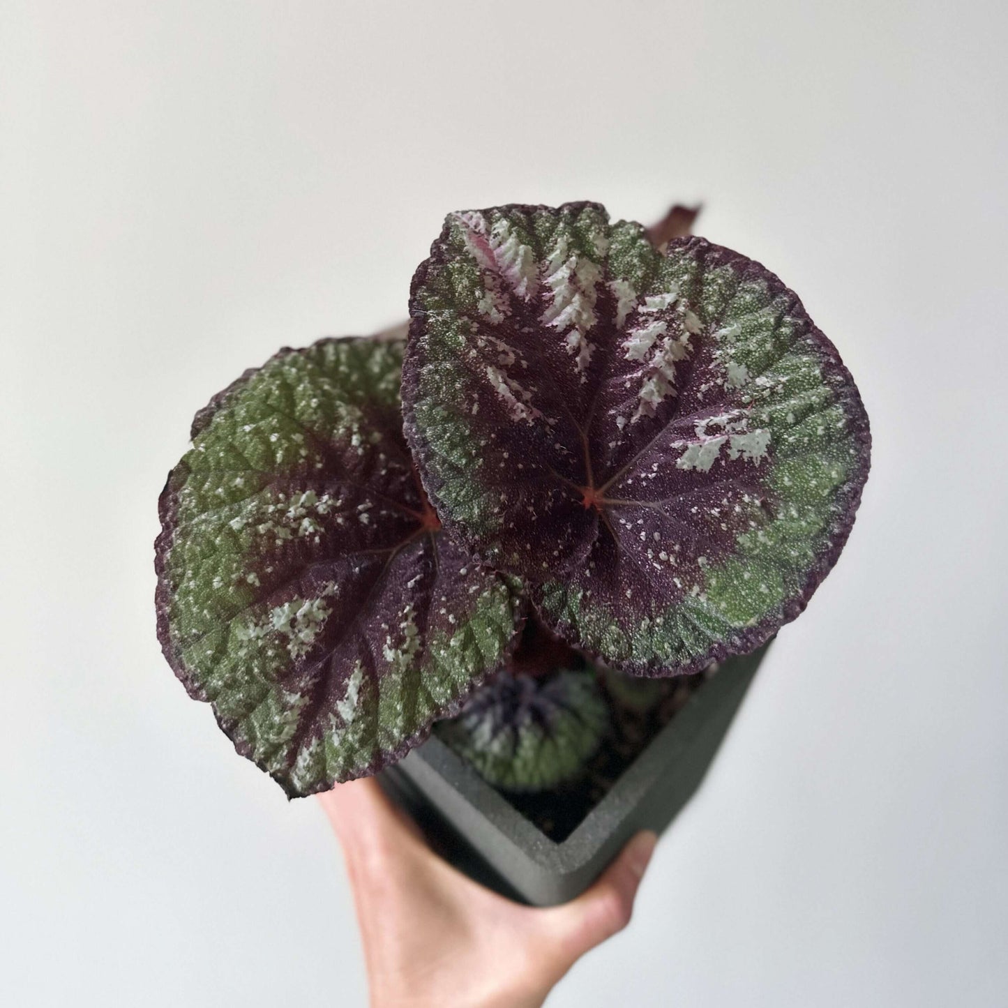 Begonia Antares – A stunning and unique variety of decorative-leaved Begonia, known for its large, spirally curling leaves and soft texture. This beautiful plant is perfect for collectors and those looking to add a touch of elegance to their home or garden.