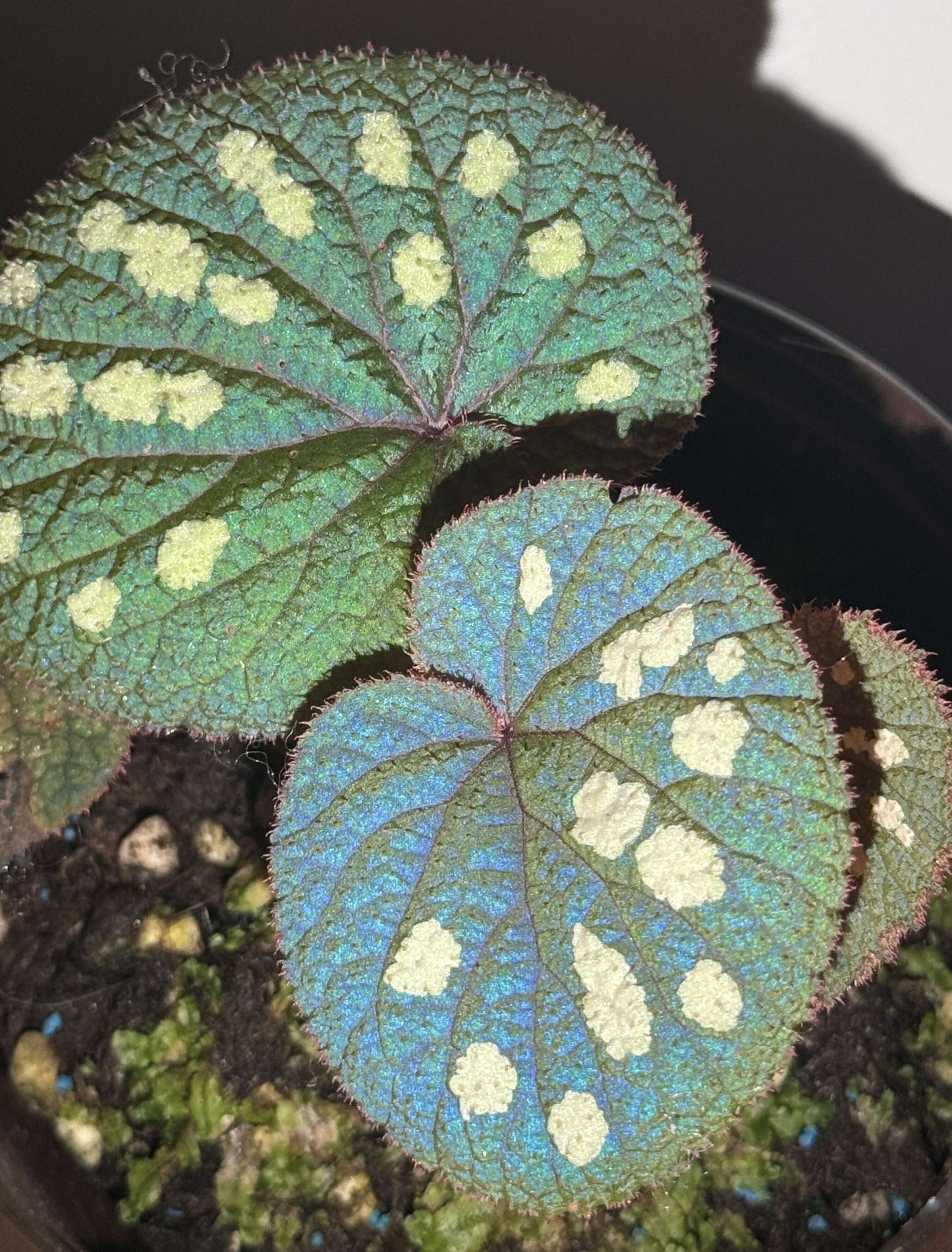 Begonia gulinqingensis is a rare and exquisite species native to China, known for its stunning green leaves adorned with distinctive white spots. This unique begonia thrives in the cool, humid conditions found at an altitude of approximately 1,730 meters in forested meadows. The plant flourishes in an environment with a temperature of around 16.9°C (62.4°F) and high humidity levels of over 85%.