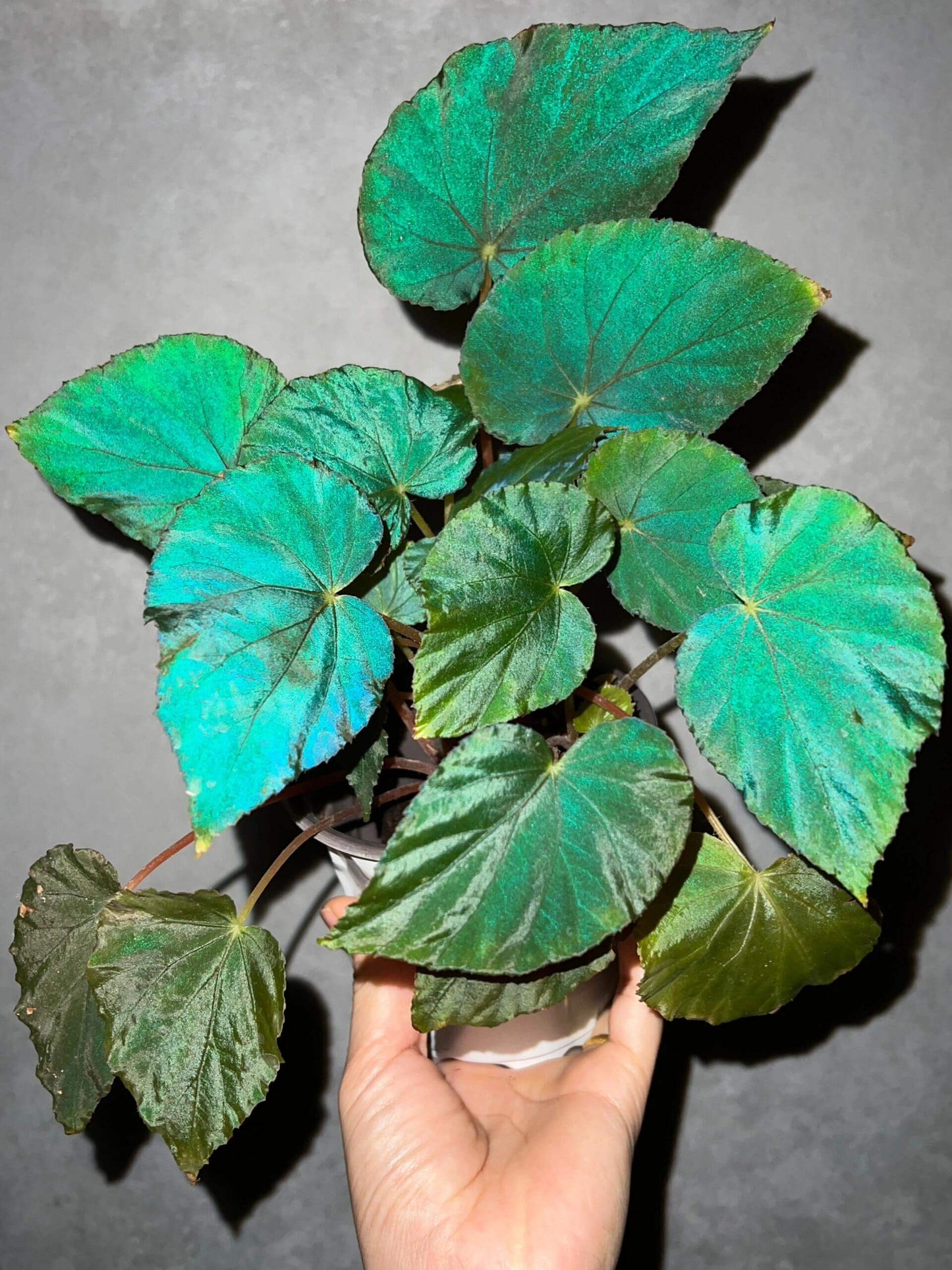 Begonia pavonina, often referred to as the Peacock Begonia, is a striking and visually captivating plant. Known for its unique, iridescent leaves that resemble the vibrant colors of a peacock's feathers, this begonia is a true showstopper in any indoor garden.