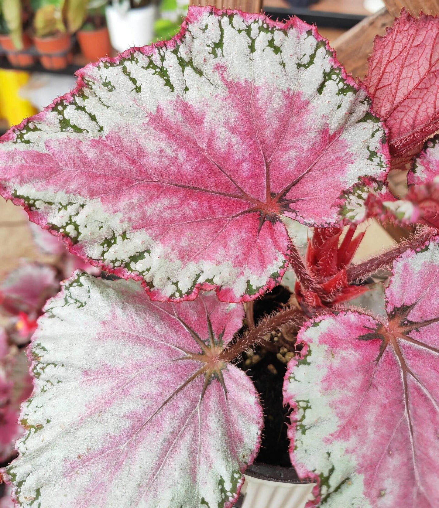Begonia February – A stunning ornamental Begonia variety with silver-pink shimmering leaves, perfect for adding a touch of elegance to any home or garden.