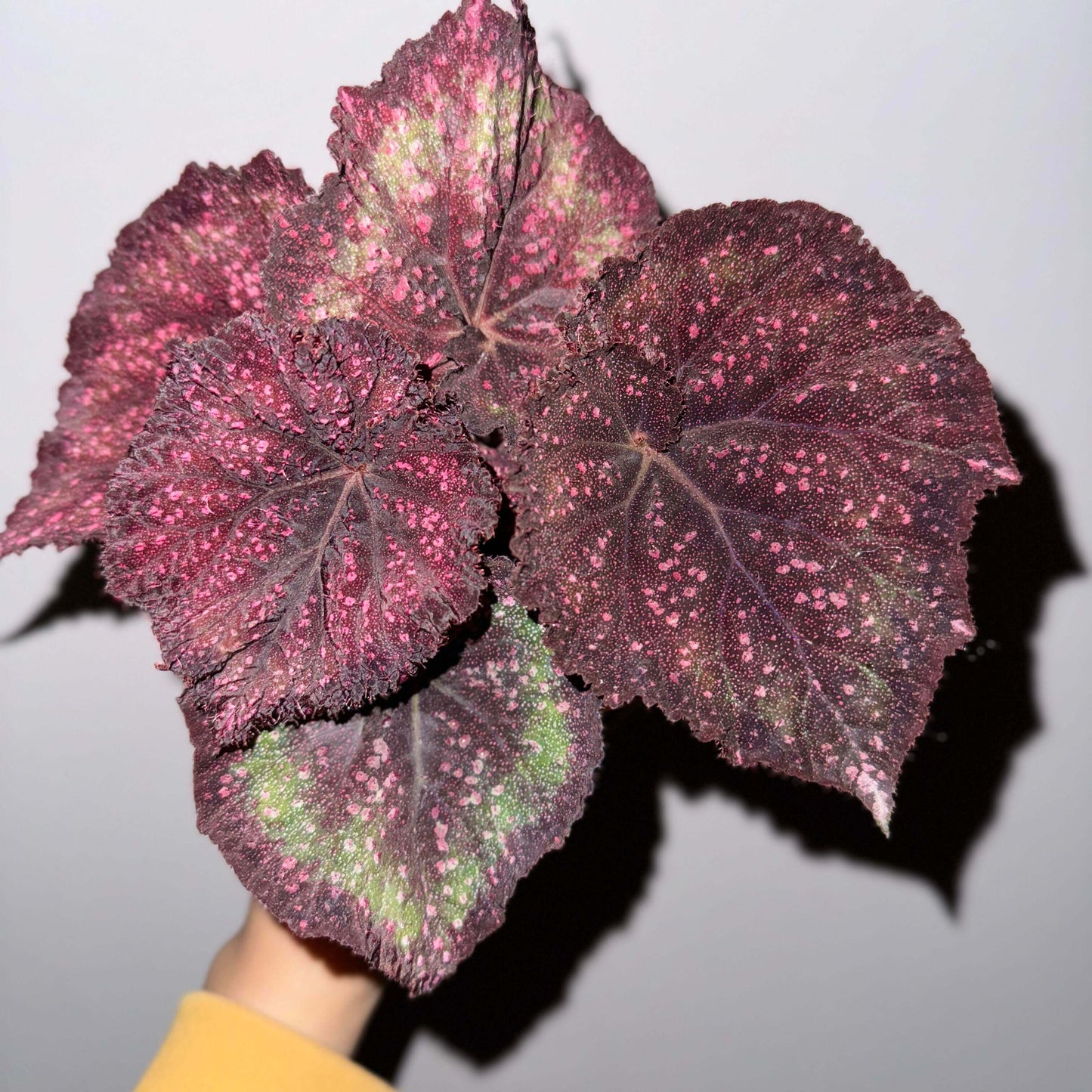 Begonia Raspberry – A stunning, compact Rex Begonia variety with striking elongated, oval-shaped leaves adorned with raspberry-like spots. This variety is a true gem for collectors and plant enthusiasts alike.