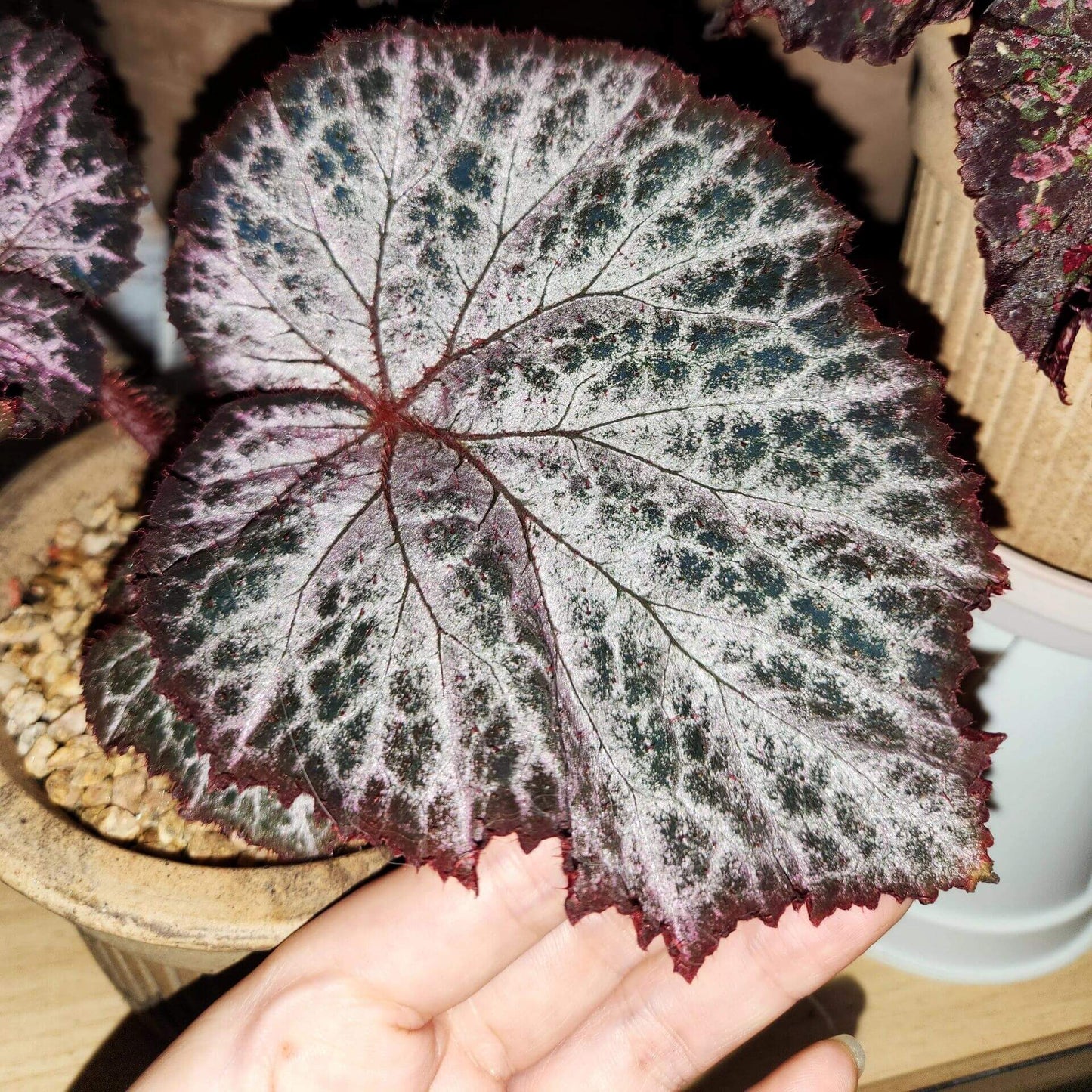 The Begonia Chocolate Lace is a decorative-leaf variety known for its eye-catching foliage. The deep black or dark purple leaves are adorned with a silver lace-like pattern, adding an elegant touch to any room. Ideal for indoor spaces, this begonia will bring a unique and sophisticated flair to your home decor.