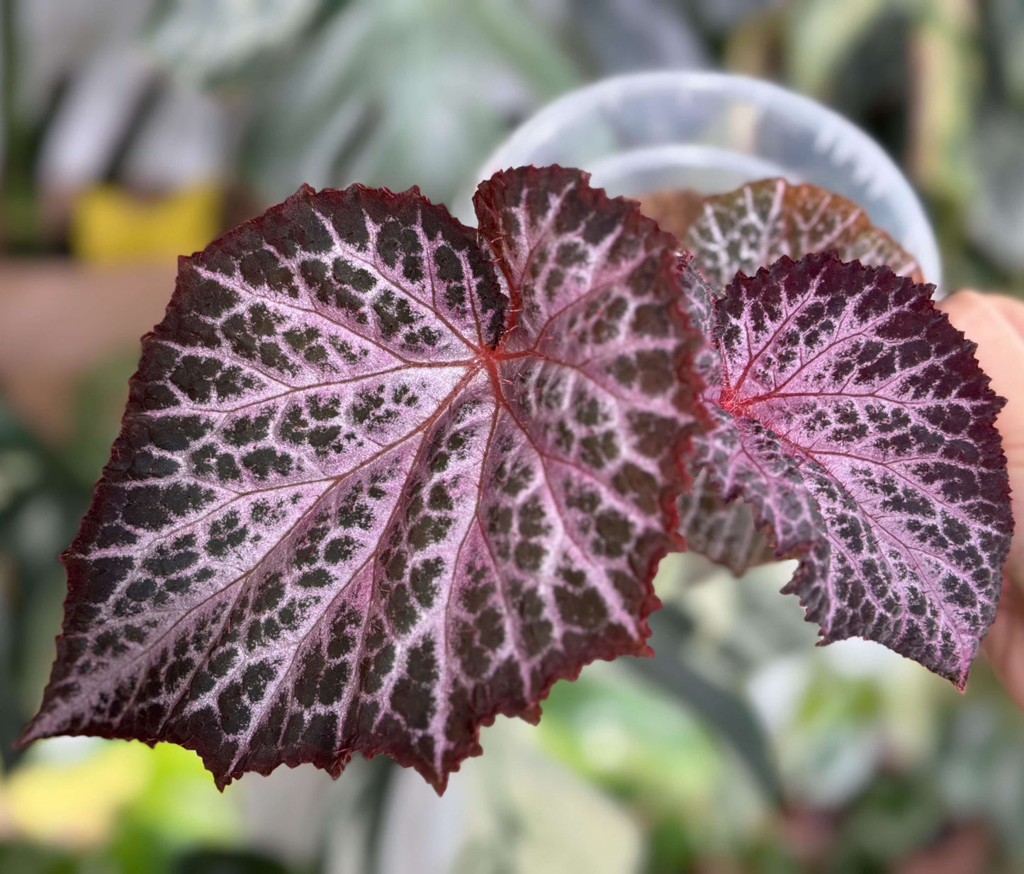 The Begonia Chocolate Lace is a decorative-leaf variety known for its eye-catching foliage. The deep black or dark purple leaves are adorned with a silver lace-like pattern, adding an elegant touch to any room. Ideal for indoor spaces, this begonia will bring a unique and sophisticated flair to your home decor.