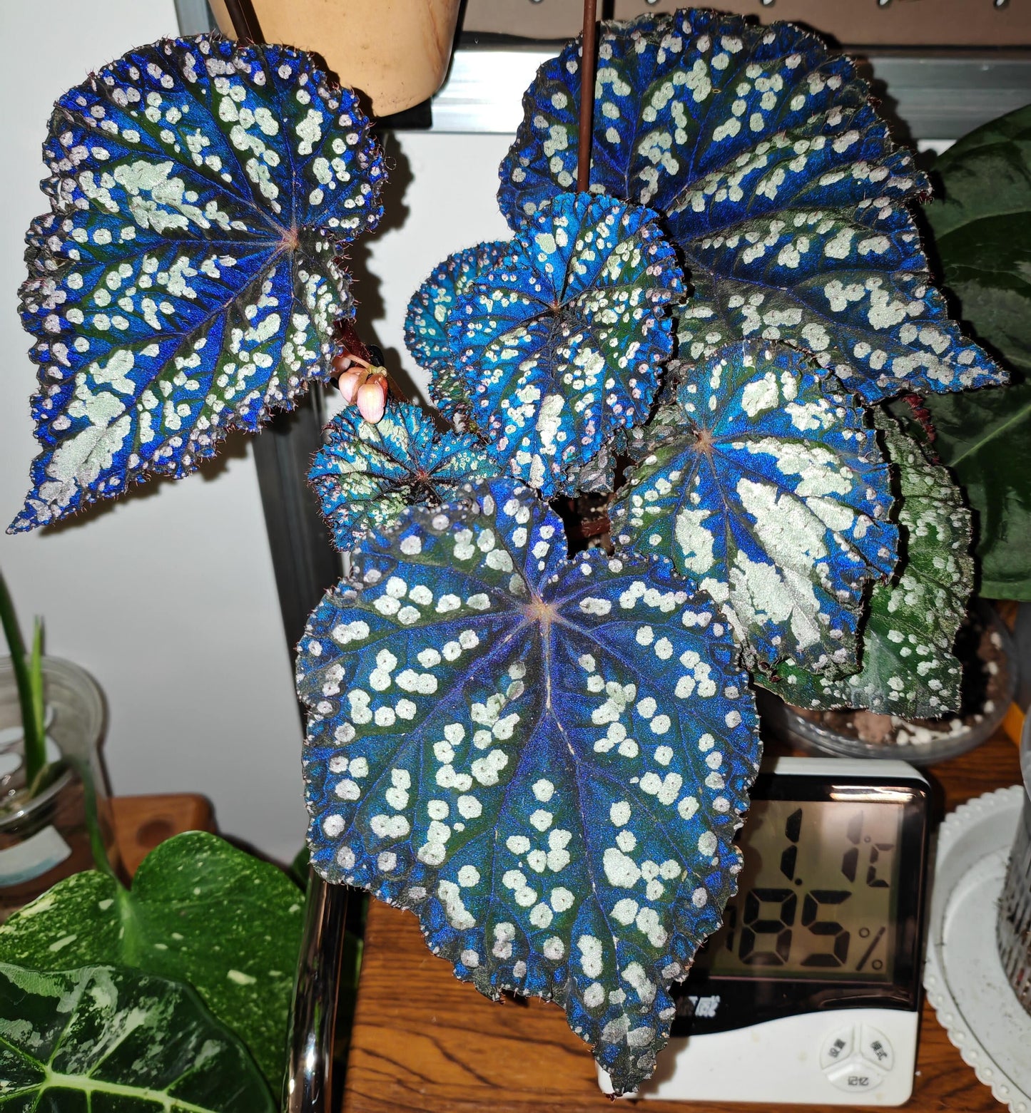 Begonia Fairytale is an exquisite ornamental begonia developed by the Dimetris breeding team. Known for its intricate leaf patterns and graceful appearance, this begonia adds a touch of enchantment to any indoor space. It’s the perfect choice for plant lovers looking to enhance their collection.