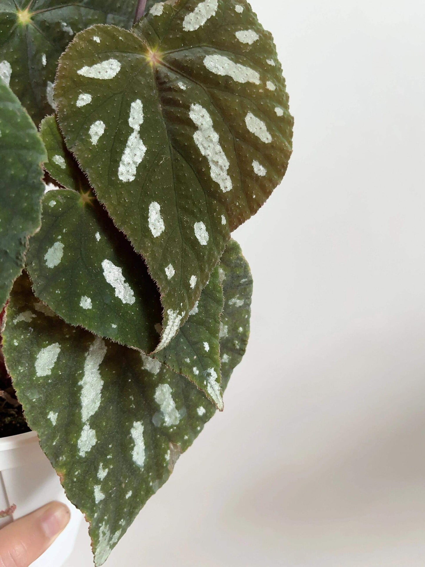 Begonia filiformis is a rare and fascinating Begonia species, native to the subtropical regions of Guangxi, China, and northern Vietnam. Known for its unique leaf patterns, featuring delicate white spots between the main veins, and its compact growth, this plant is perfect for collectors and those looking to add a distinctive touch to their indoor spaces.