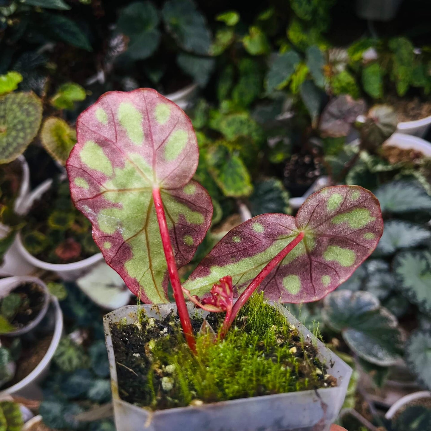 Begonia pseudodryadis is a captivating species native to the mountainous regions of Yunnan, China. Typically found at elevations of around 1,320 meters, this unique begonia is cherished for its striking foliage and suitability for cultivation in controlled, humid environments.