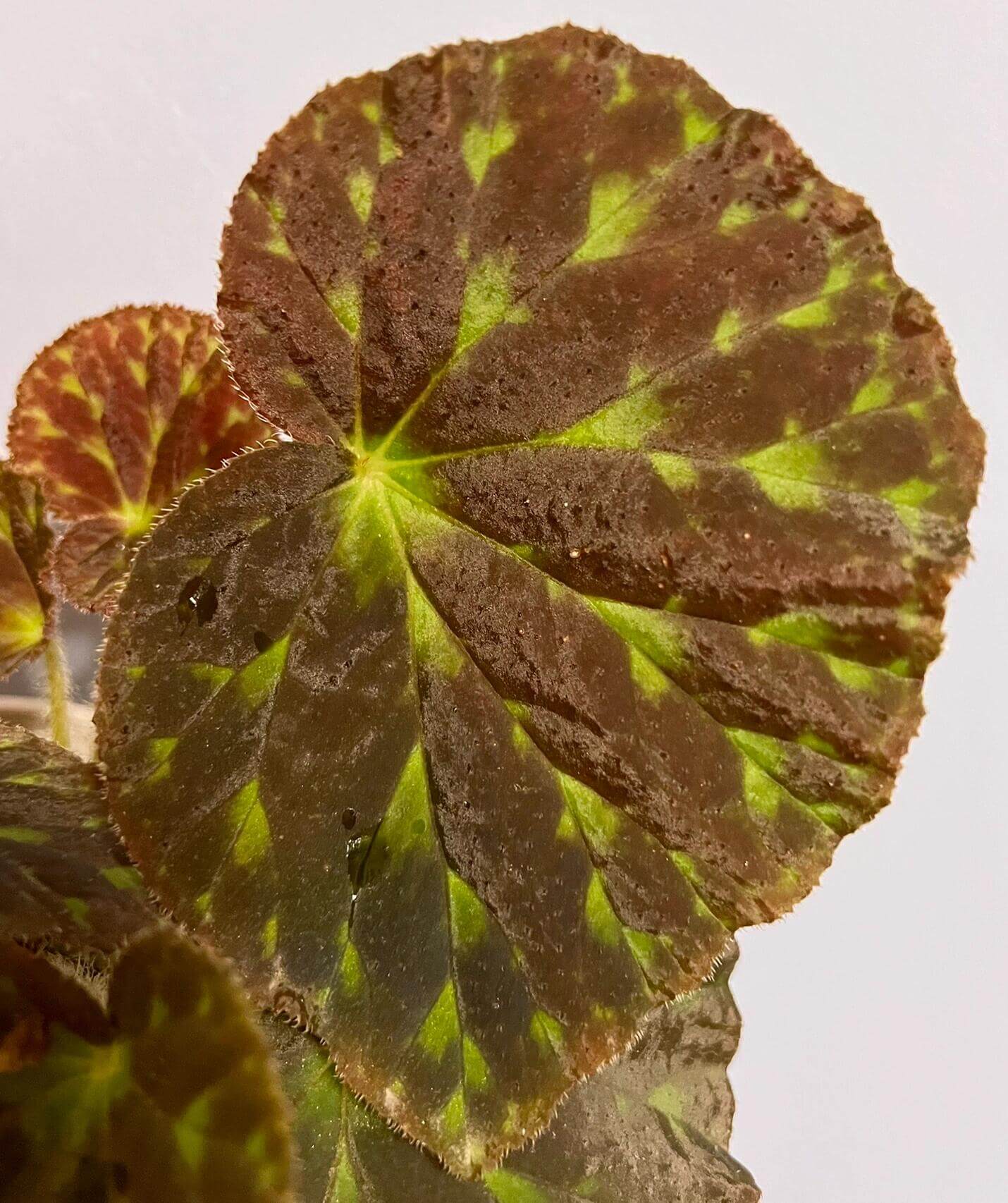 Begonia luzhaiensis, also known as the Luzhai begonia, is a rare and striking species native to the limestone cliffs and rocky slopes of Guangxi, China. With its unique, variegated foliage and vibrant colors, this begonia is perfect for plant collectors looking to add an exotic touch to their collection. Key Features: Leaf Appearance: The leaves of Begonia luzhaiensis are asymmetrical and thin, with a bright green color highlighted by black spots along the veins, giving them a distinctive variegated look.