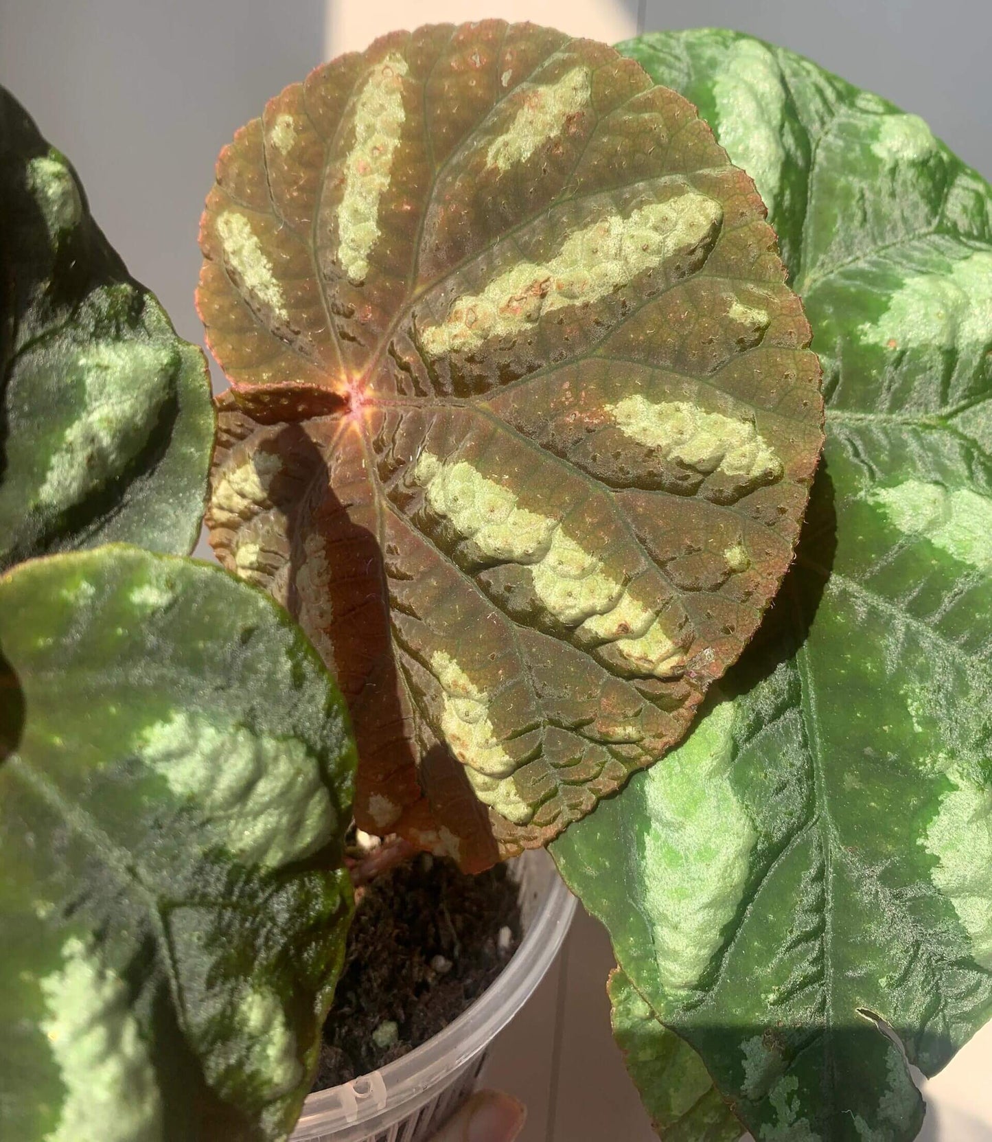 Begonia balansana is a charming Begonia species native to the mountainous regions of northern Vietnam, particularly around Mount Ba Vi. Known for its distinctive foliage and adaptability, this plant is perfect for plant collectors and enthusiasts looking to add a beautiful, unique species to their collection.