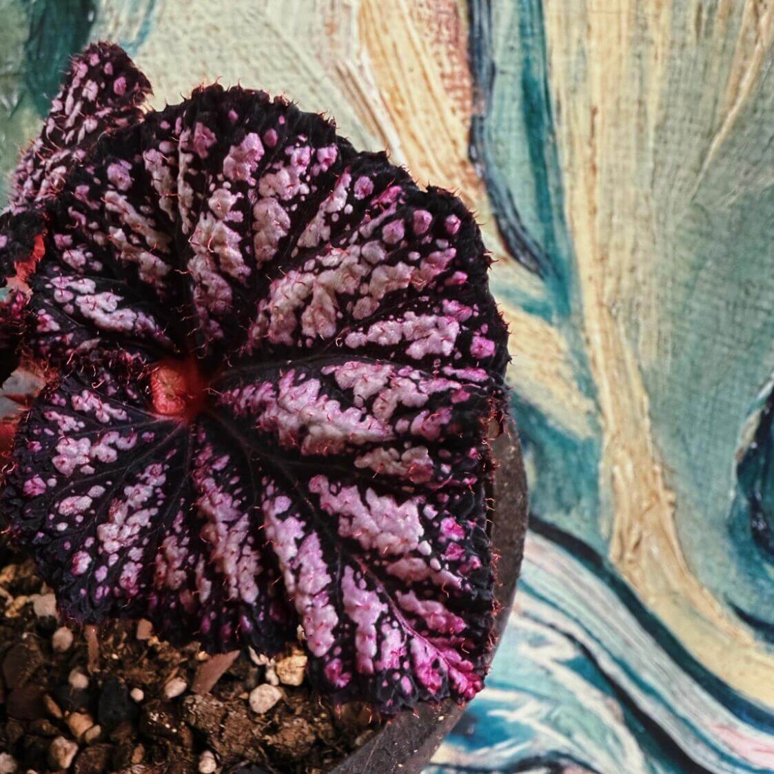 Begonia Be Happy is a stunning ornamental begonia, developed by the renowned Dimetris breeders. Known for its vibrant foliage and eye-catching patterns, this begonia brings a cheerful and lively touch to any indoor space.