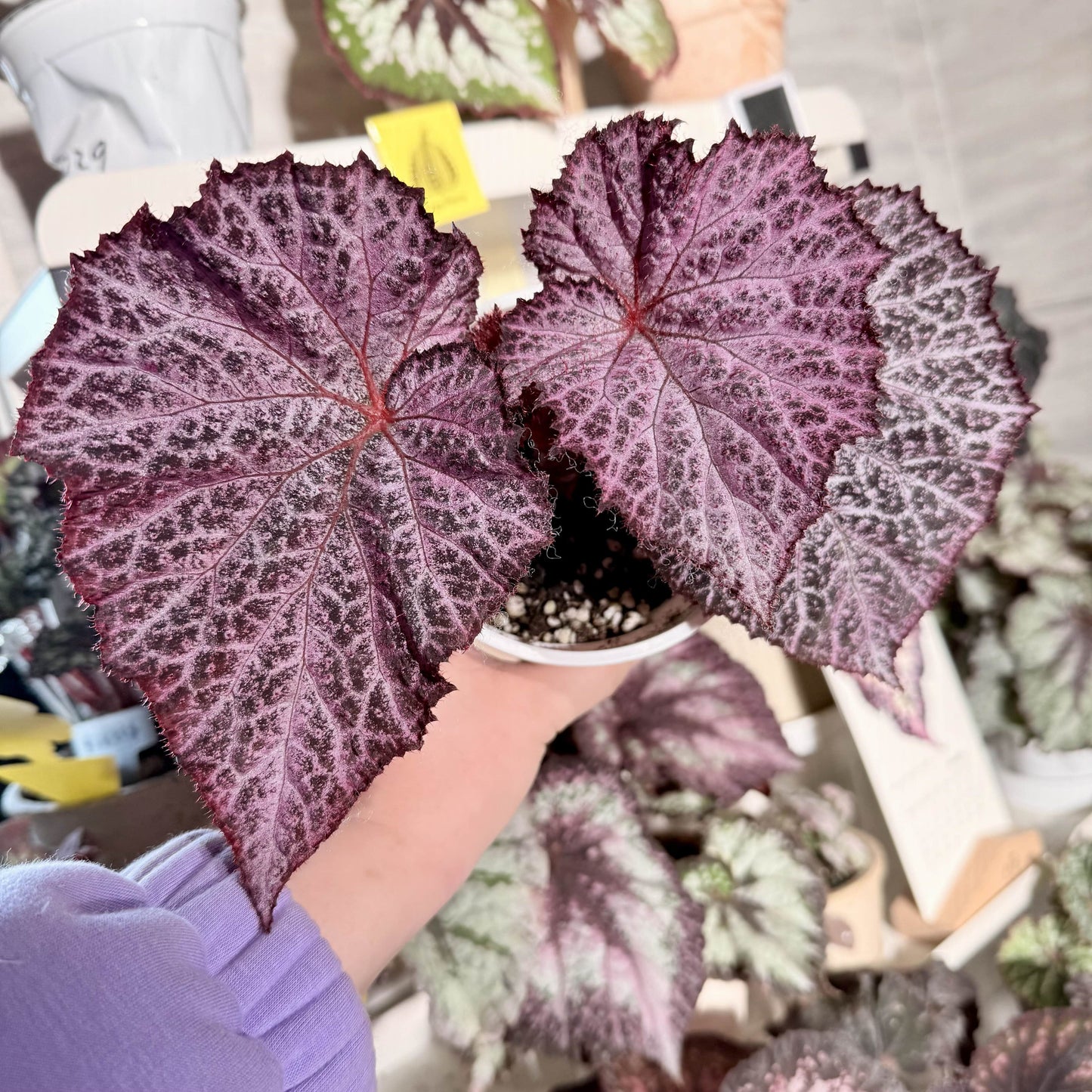 The Begonia Chocolate Lace is a decorative-leaf variety known for its eye-catching foliage. The deep black or dark purple leaves are adorned with a silver lace-like pattern, adding an elegant touch to any room. Ideal for indoor spaces, this begonia will bring a unique and sophisticated flair to your home decor.
