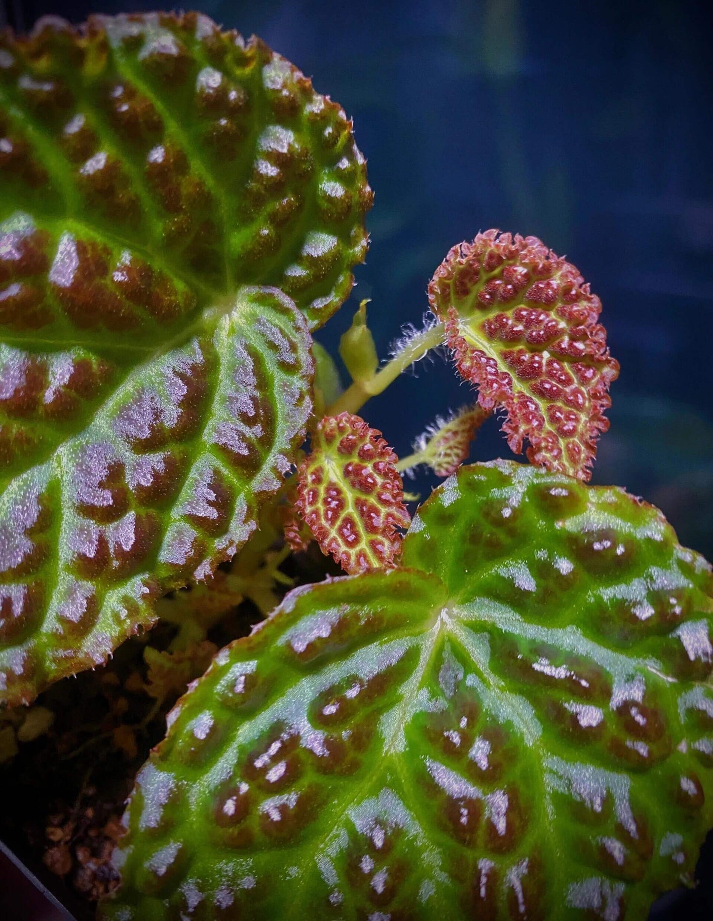 Begonia dracopelta is a unique and rare begonia species native to Indonesia, specifically Borneo. Known for its dramatic and textured foliage, this begonia is perfect for collectors looking for an exotic plant that stands out. With its dragon-like, bullate (puckered) leaves and striking color transitions, Begonia dracopelta will make a captivating addition to any plant collection.