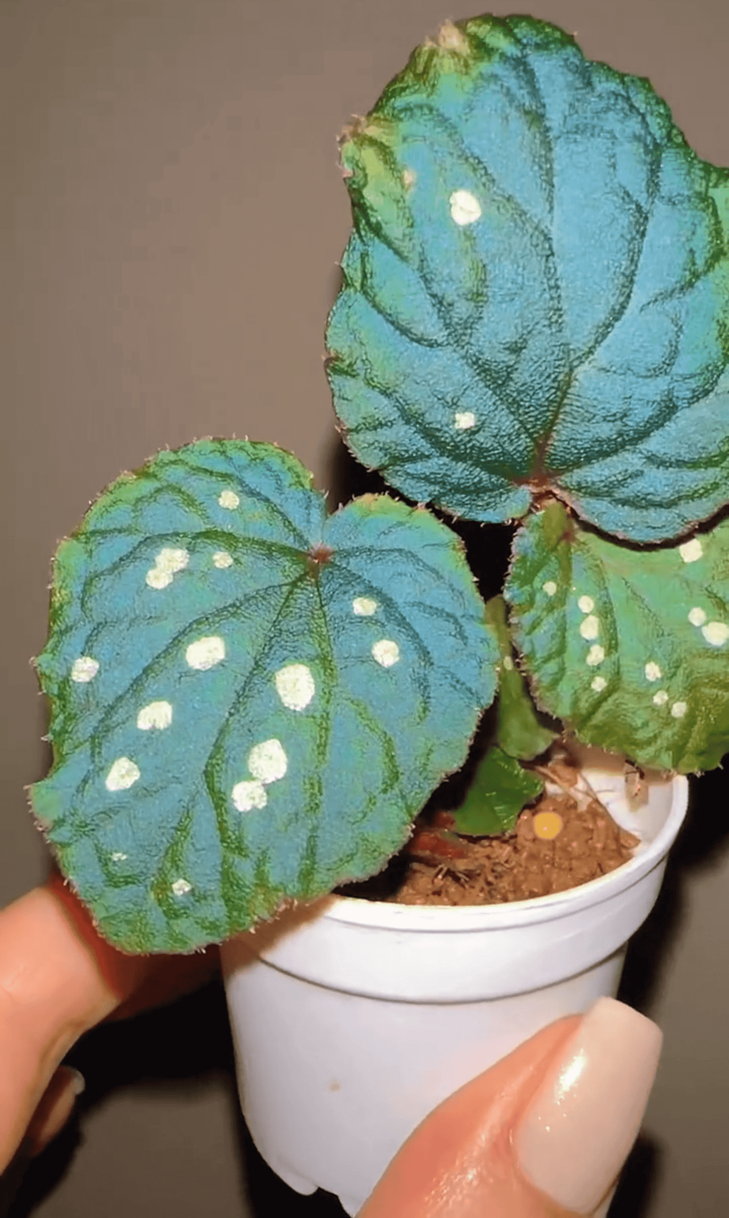 Begonia erectocarpa, also known as the Tuyen Quang begonia, is a rare and striking species native to Vietnam’s Tuyen Quang province. This begonia is renowned for its beautifully patterned leaves, which are dark green with prominent white spots. Under low-light conditions, the leaves transform into a soft blue hue, making it an even more captivating addition to your plant collection.