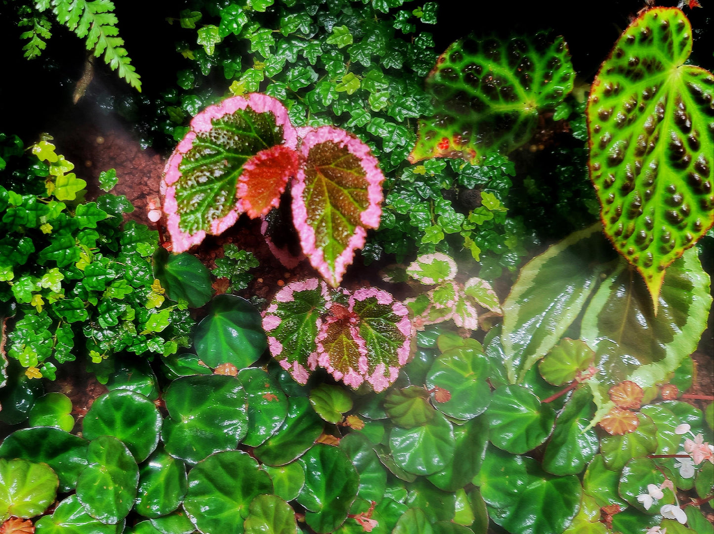 Begonia fulvovillosa is a unique and captivating Begonia species, native to New Guinea. Known for its distinctive foliage with vibrant pink edges, this plant adds a touch of elegance and beauty to any collection.