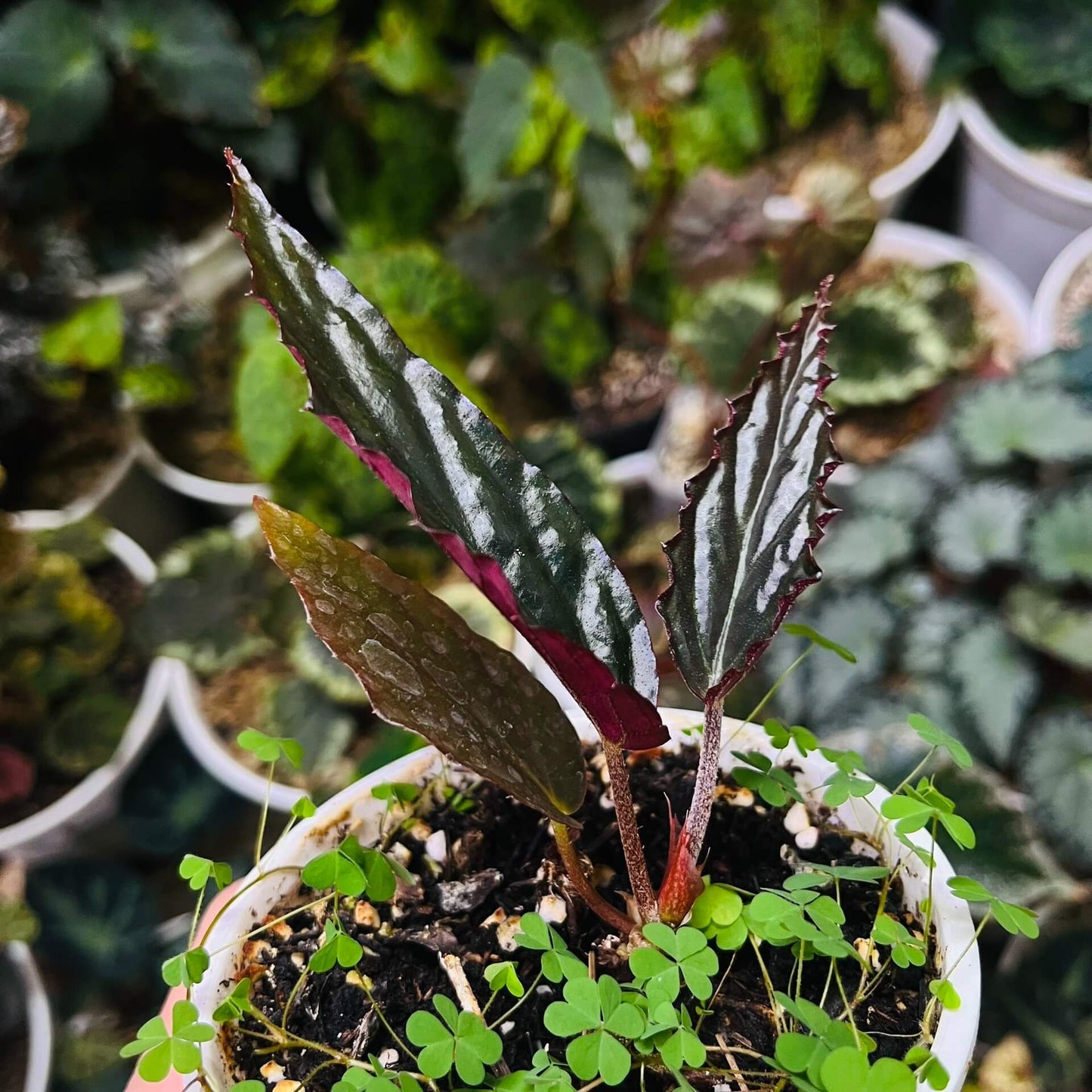 Begonia hatacoa var. rubrifolia is a rare and beautiful variety of the rhizomatous Begonia species, native to the Himalayas and Southeast Asia. It is known for its distinctive features and unique appearance, making it a must-have for collectors and plant enthusiasts. Features: Foliage: Dark green, glossy, lance-shaped leaves with stunning blood-red undersides, offering a striking contrast.