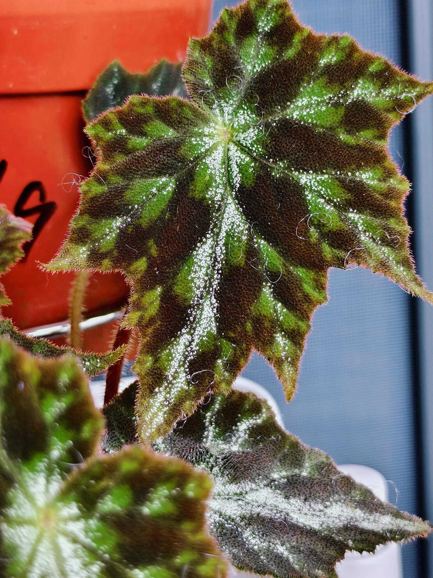 Begonia Luzhaiensis Var has white leaf veins on the upper side of its leaves, distinguishing it from Begonia Luzhaiensis. Native to the limestone regions of Guangxi, China, this begonia brings a refreshing touch of greenery to any collection with its unique and smooth, vibrant green leaves.