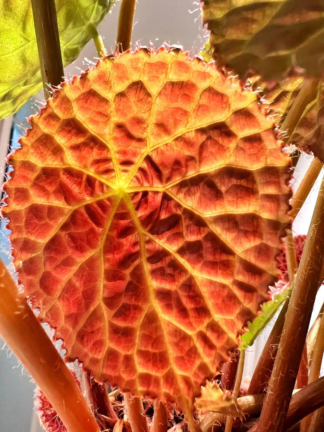 Begonia natunaensis is indeed a rare and captivating rhizomatous species, native to Mt. Ranai on the Natuna Islands (Indonesia), described in 2014. It’s prized among collectors for its textured leaves and compact form.